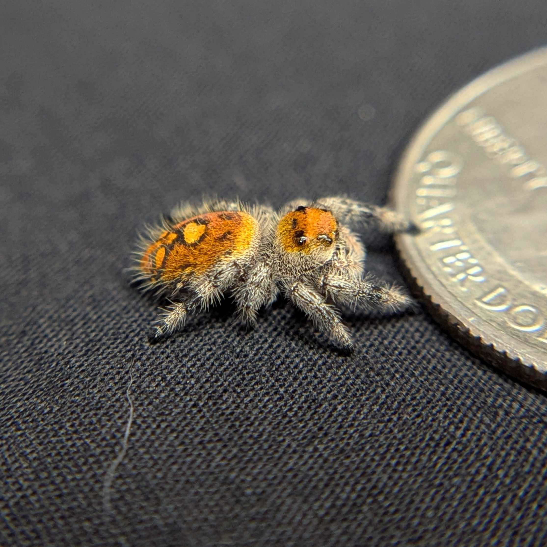 Regal Jumping Spider "Blood Orange"