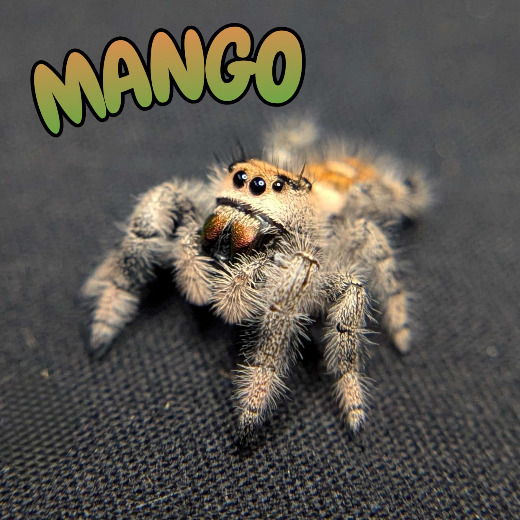 Regal Jumping Spider "Mango"