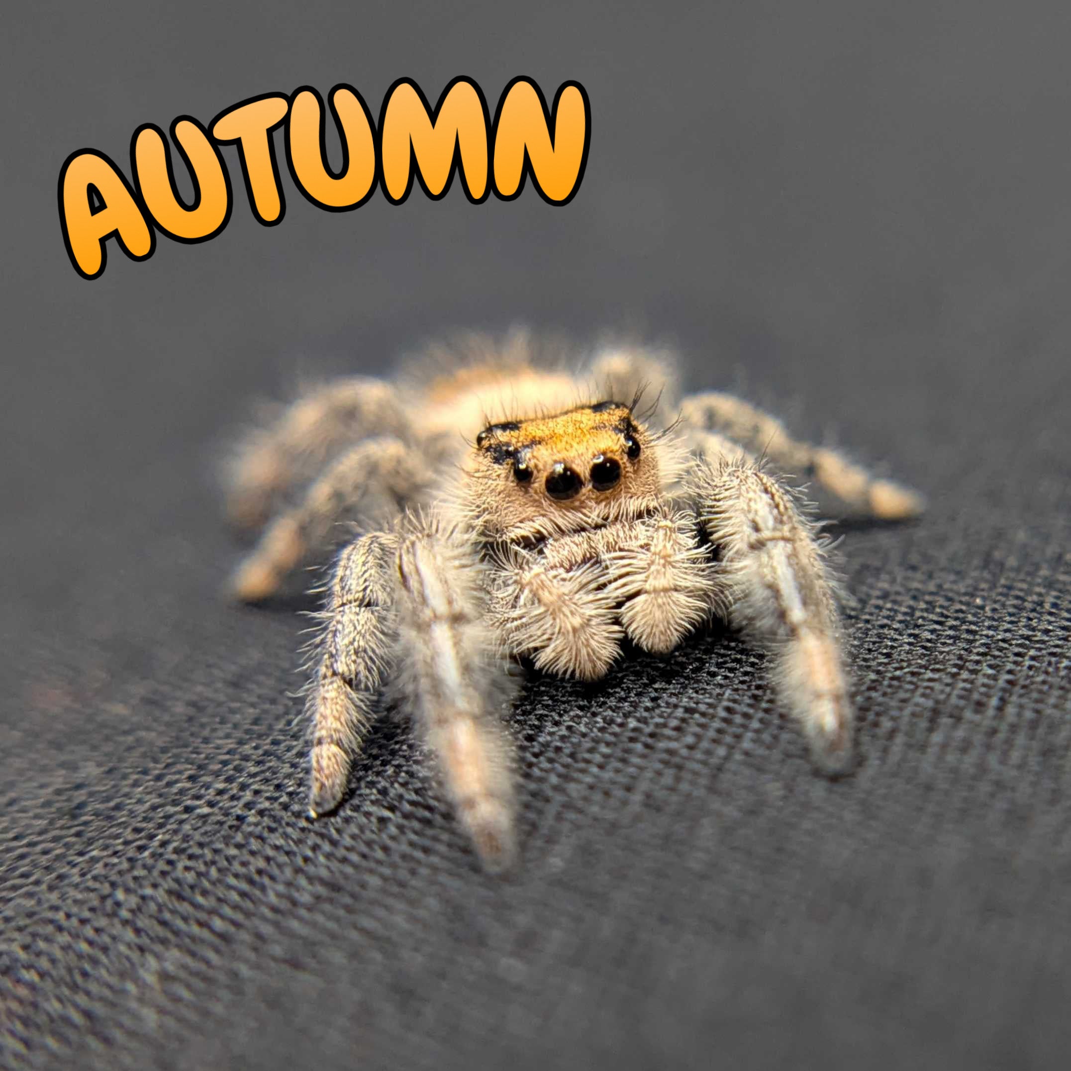 Regal Jumping Spider "Autumn"