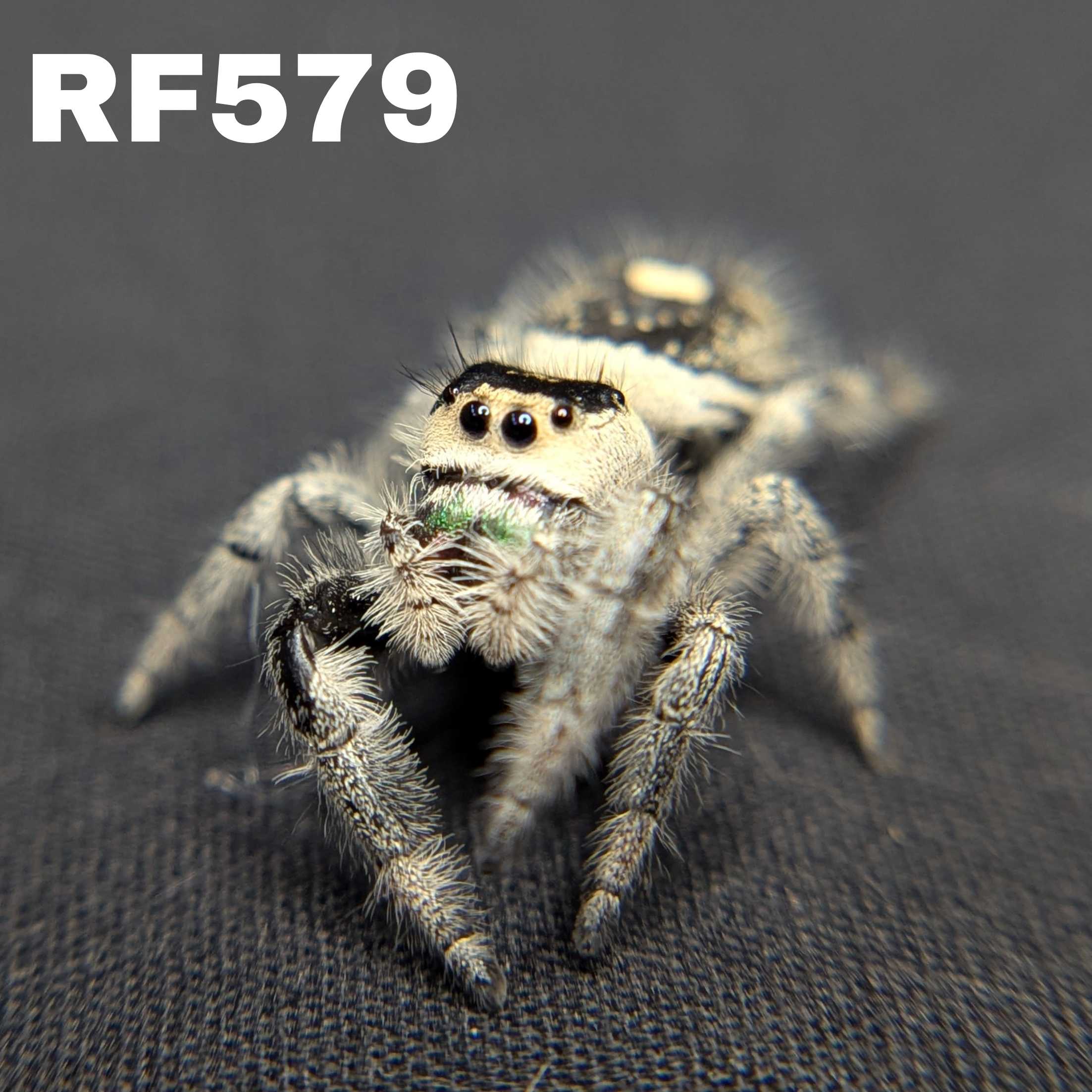Regal Jumping Spider “Fern”