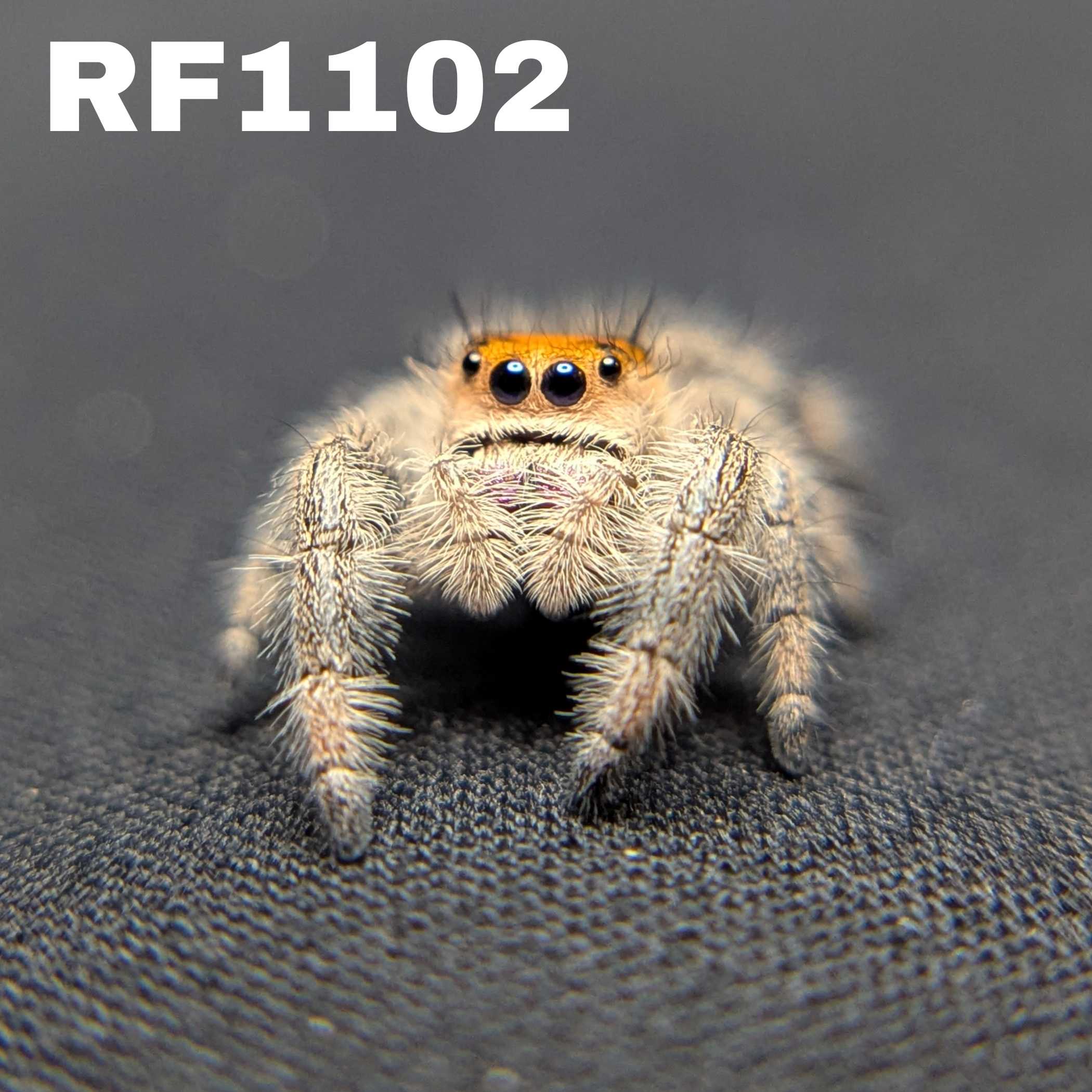 Regal Jumping Spider "Heat"