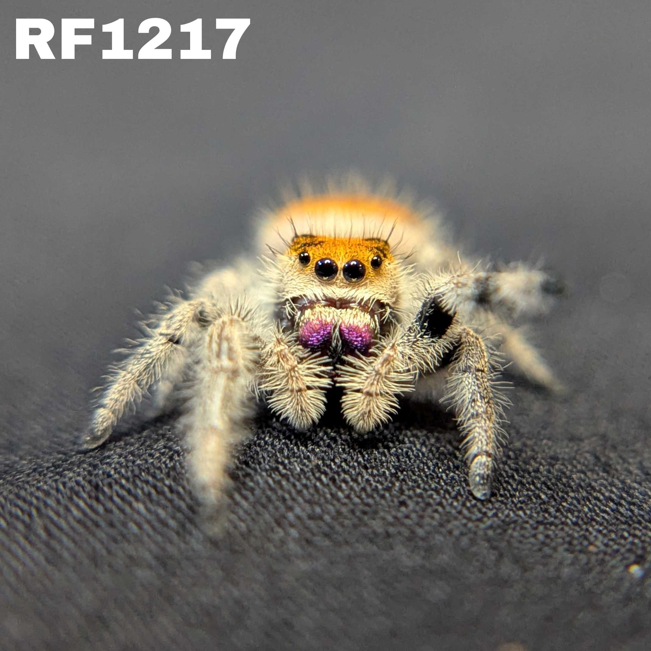 Regal Jumping Spider "Mulberry"