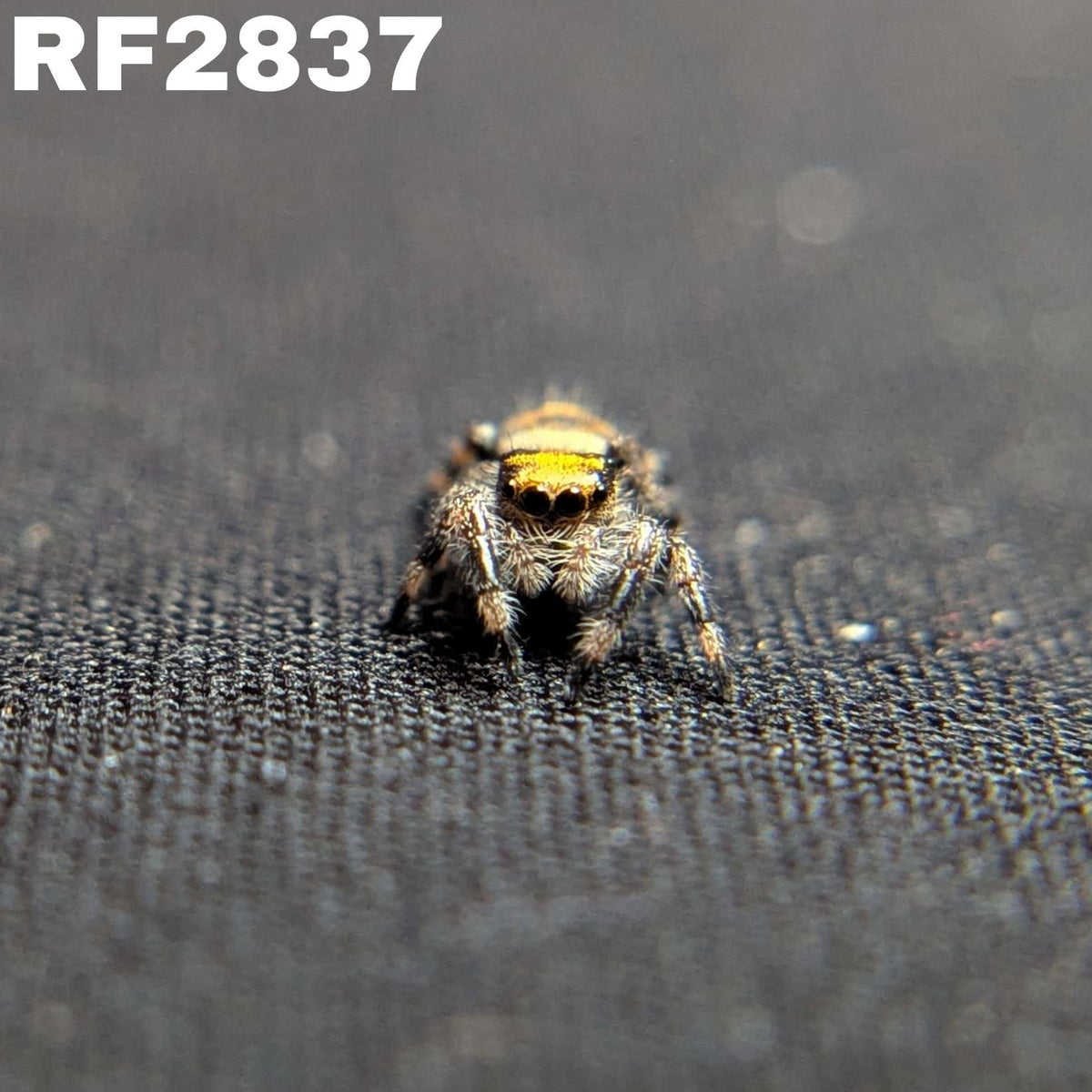 Regal Jumping Spider “Poppy”