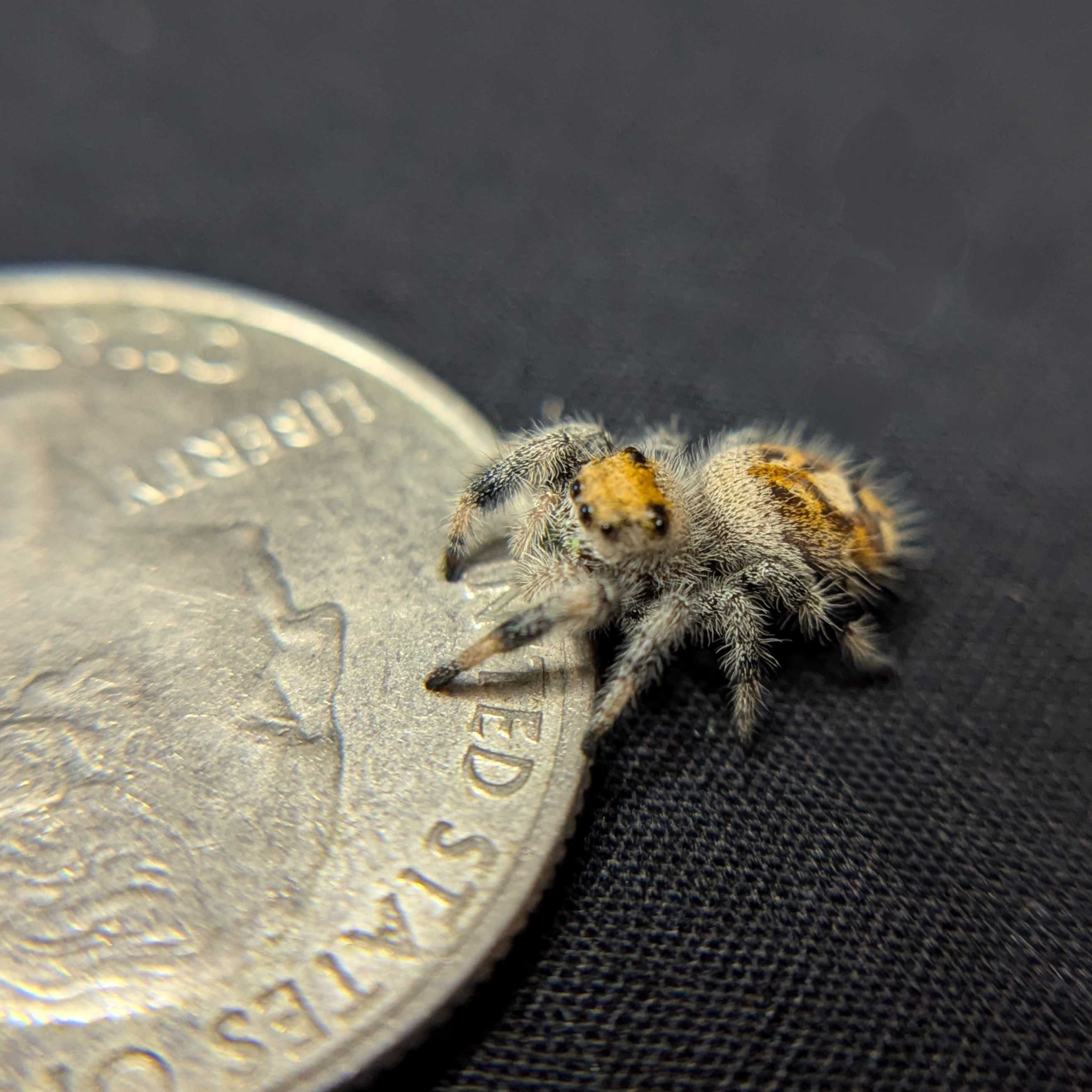 Regal Jumping Spider "Sunshine"