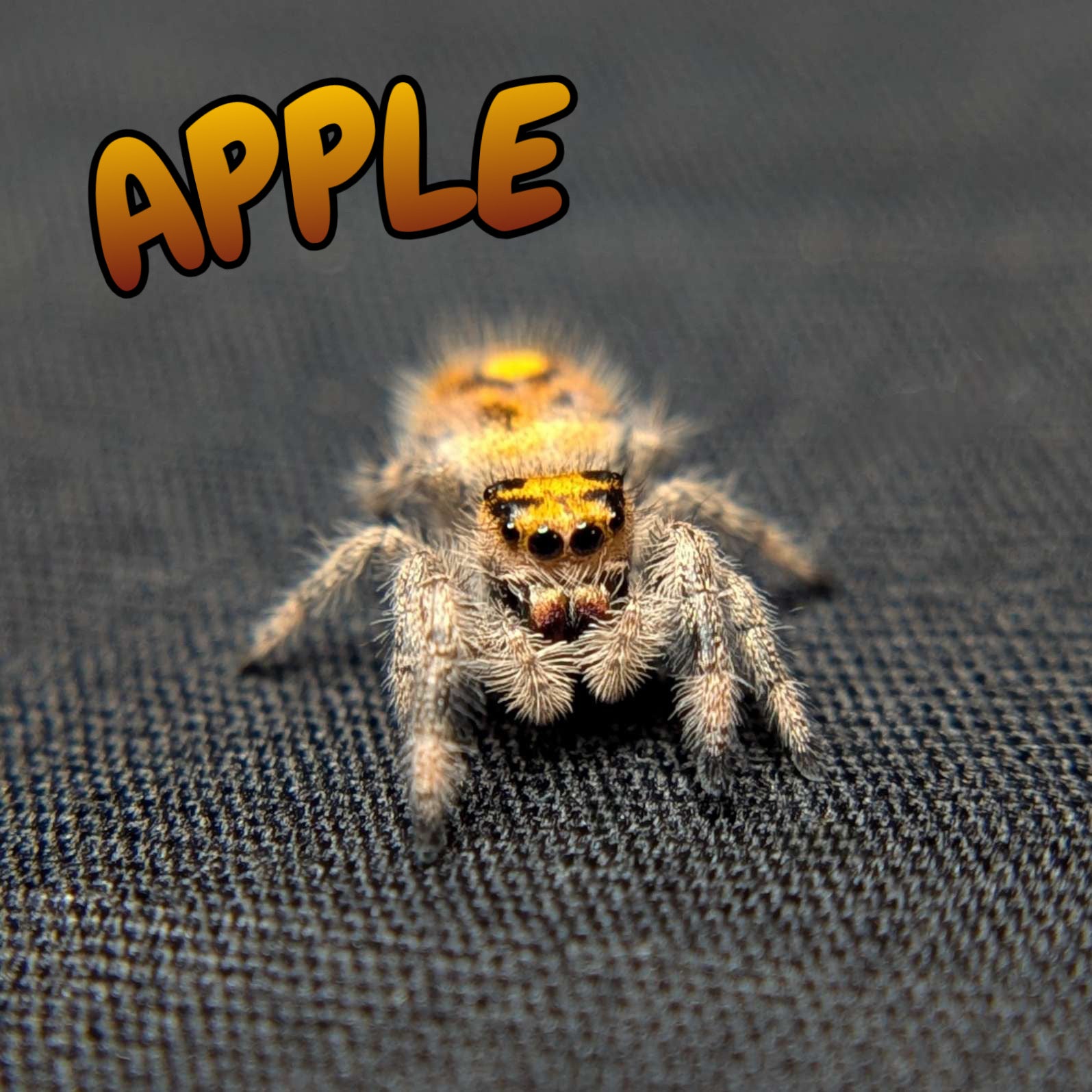 Regal Jumping Spider "Apple"