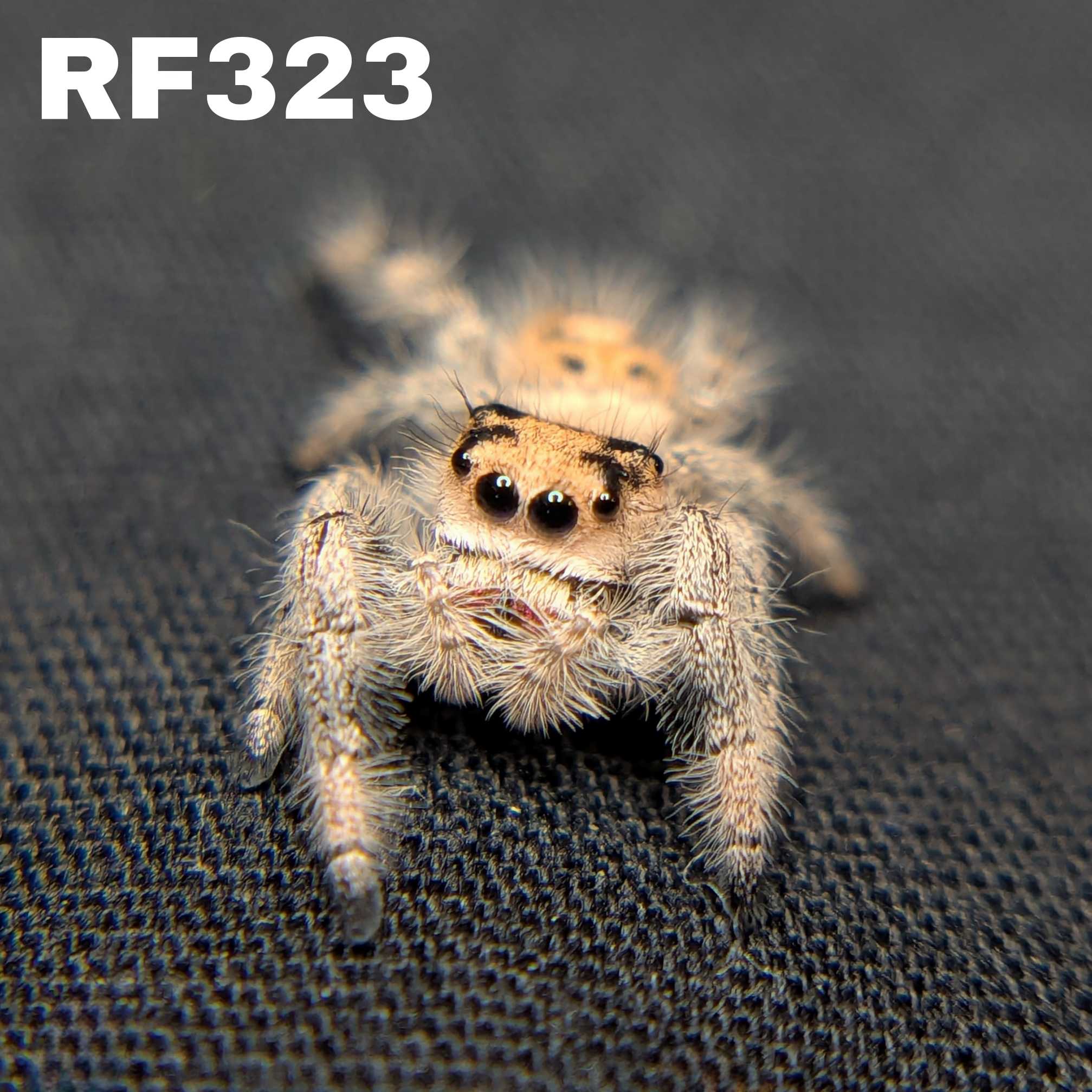 Regal Jumping Spider "Sparkle"