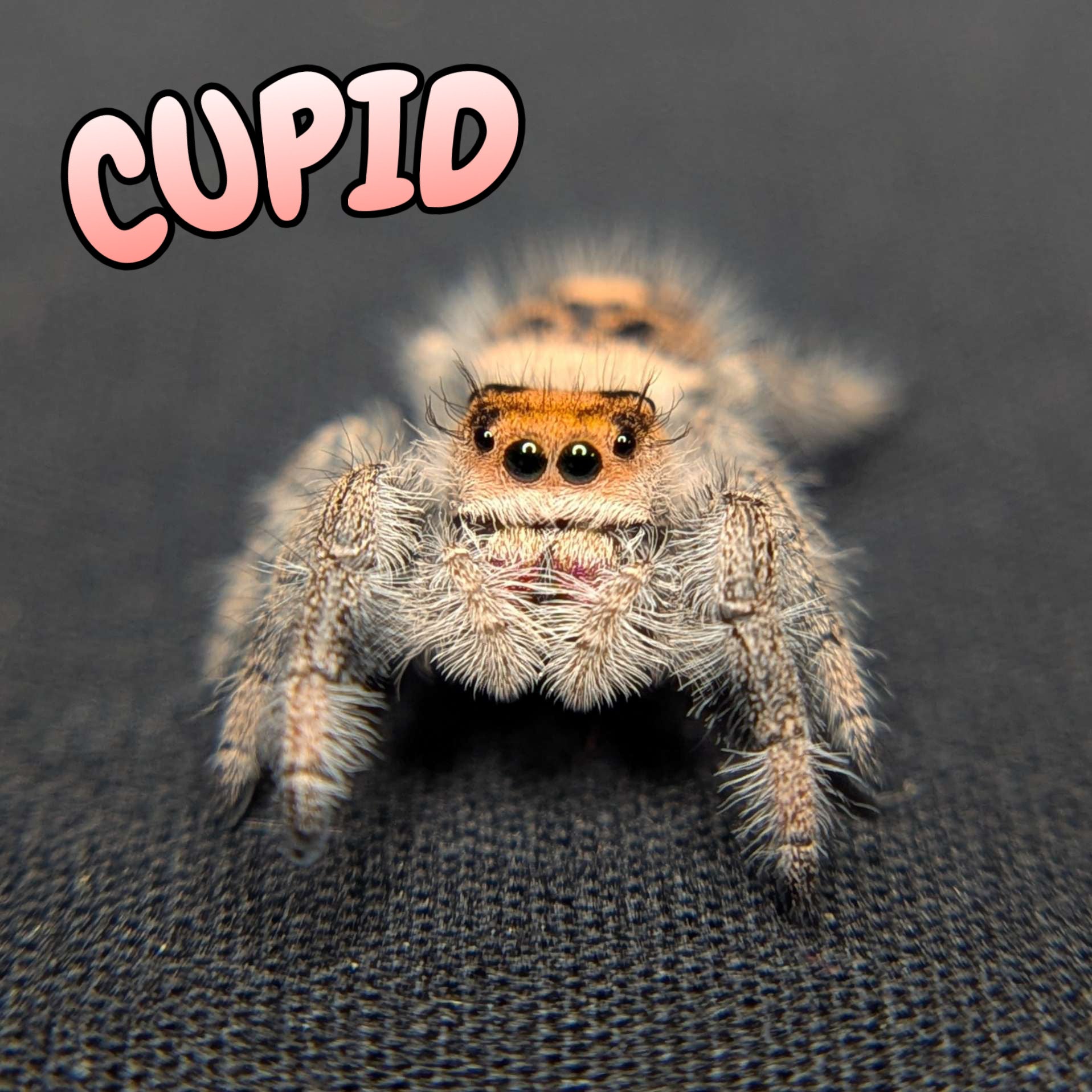 Regal Jumping Spider "Cupid"