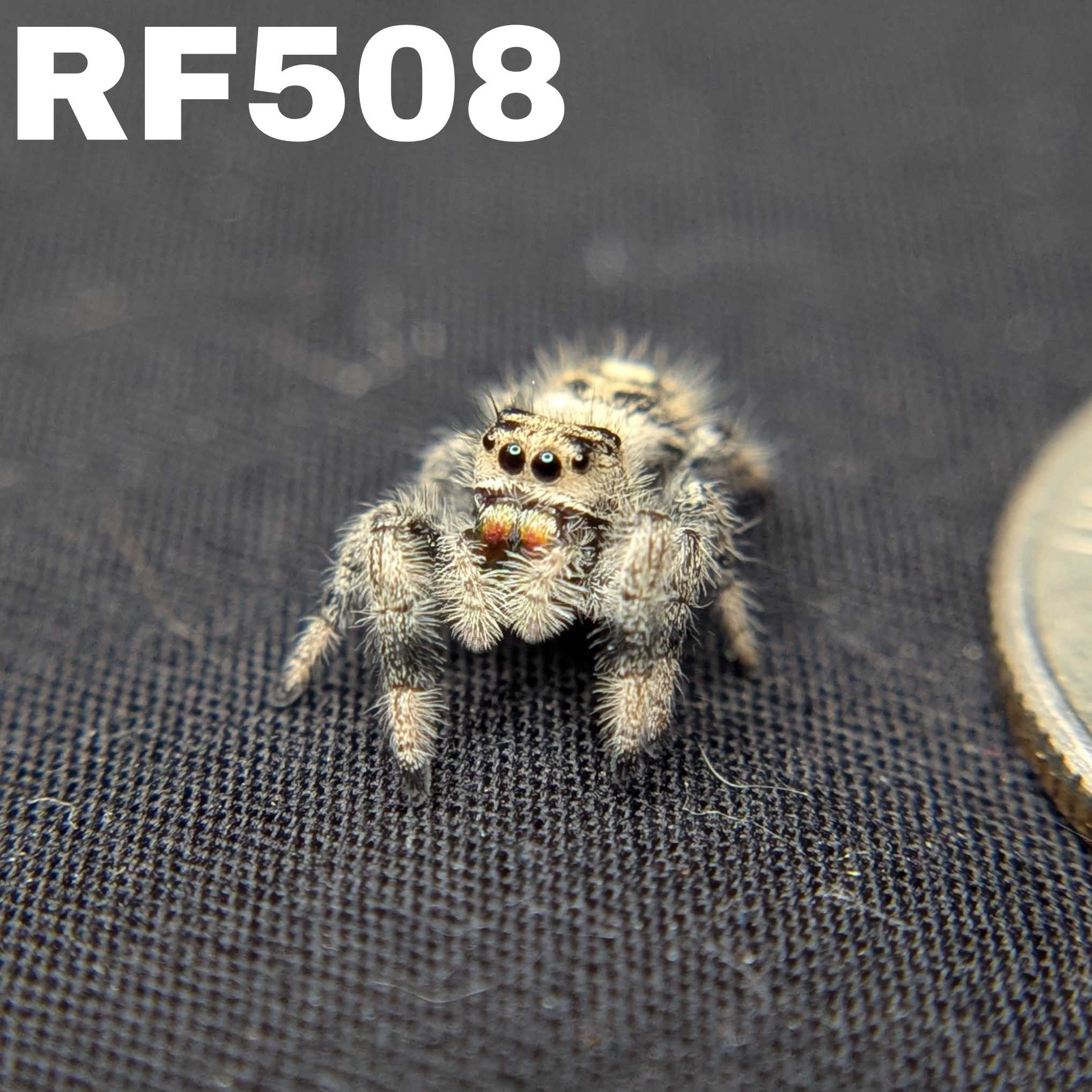 Regal Jumping Spider "Confetti"