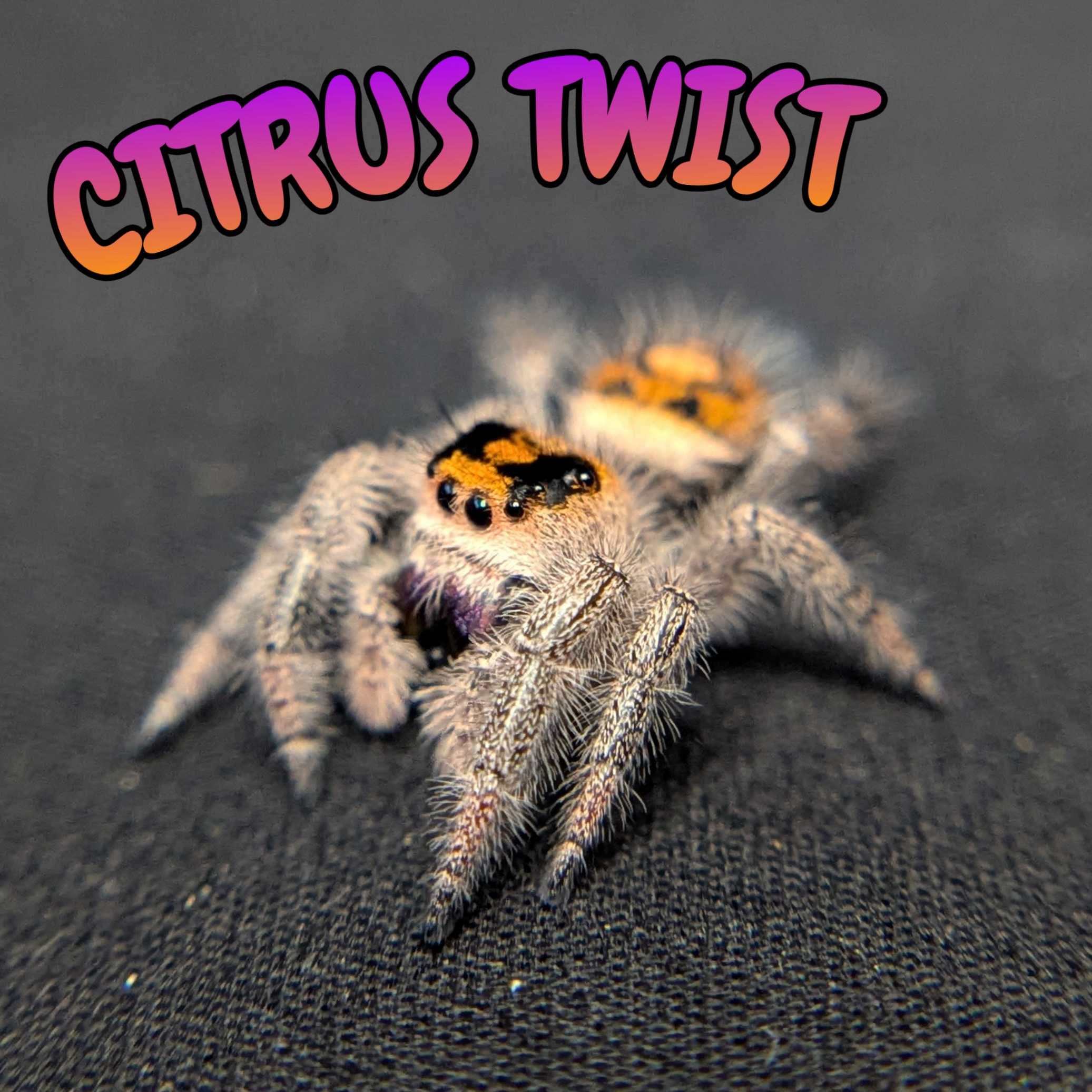 Regal Jumping Spider "Citrus Twist"