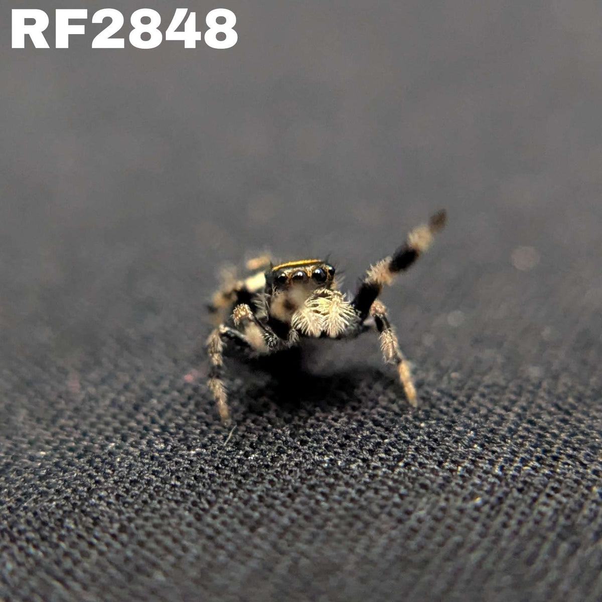 Regal Jumping Spider "Darkness"