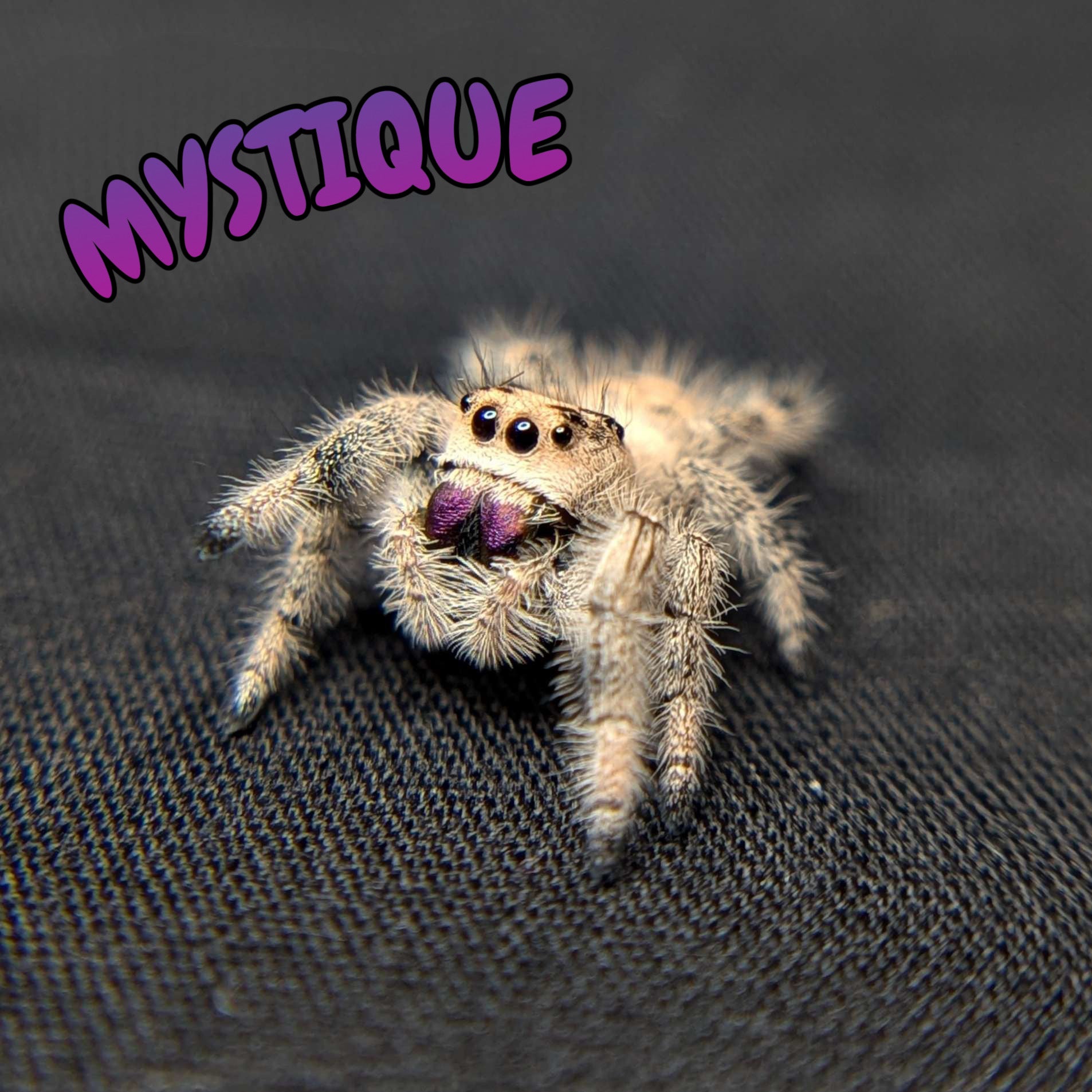 Regal Jumping Spider "Mystique"