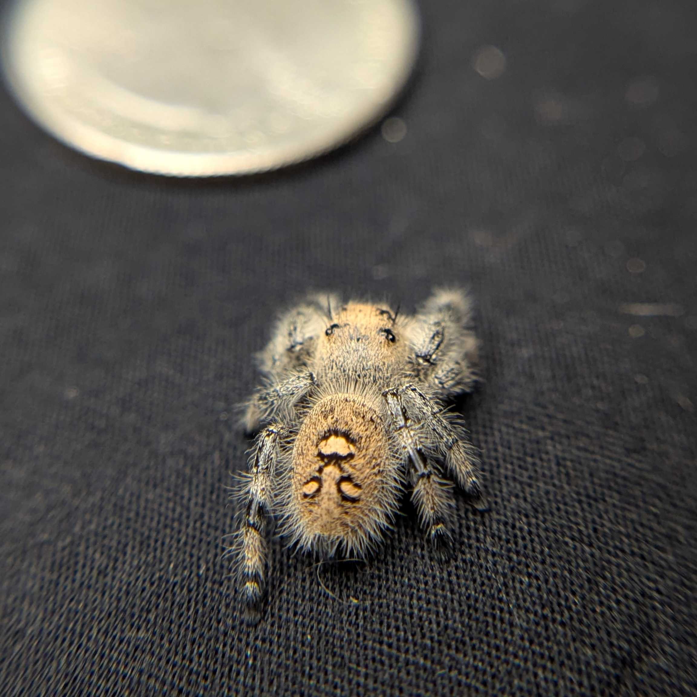 Regal Jumping Spider "Blush"