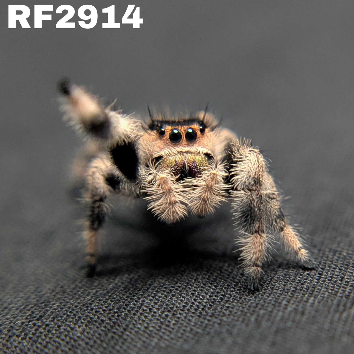 Regal Jumping Spider “Twix”