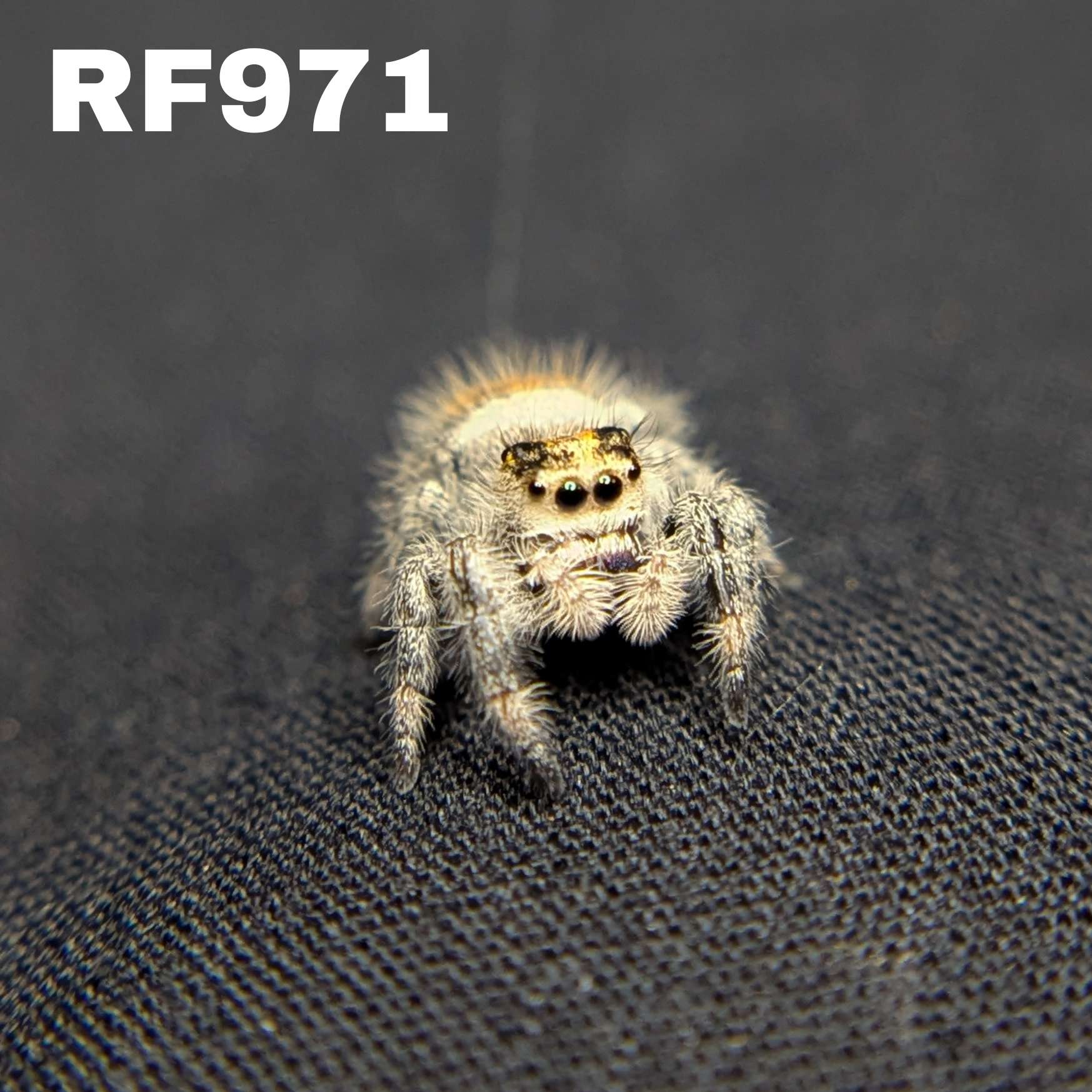 Regal Jumping Spider "Sizzle"