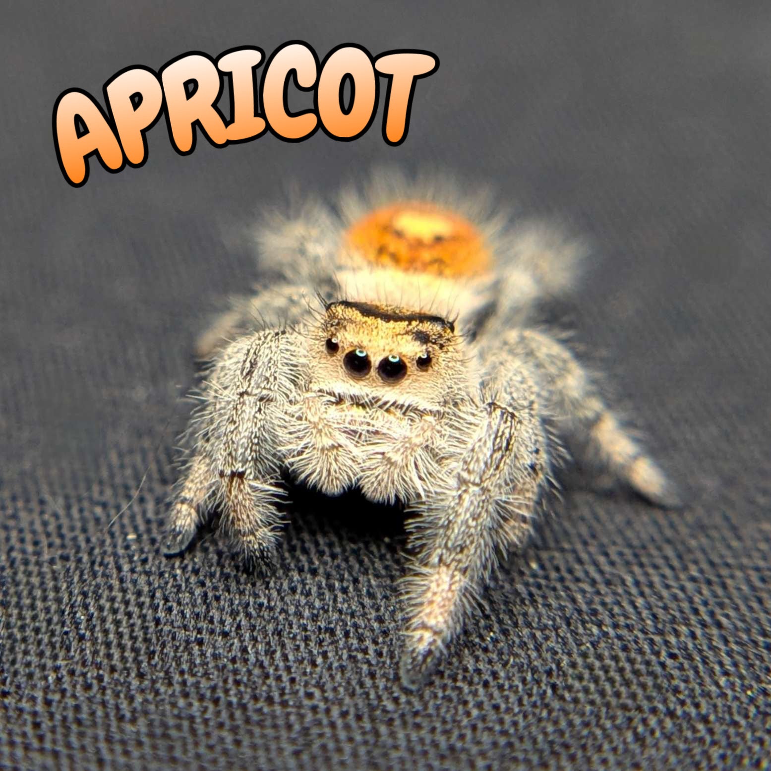 Regal Jumping Spider “Apricot”