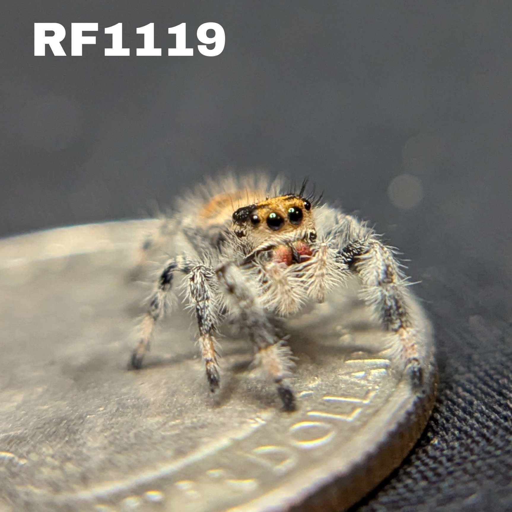 Regal Jumping Spider "Honey"