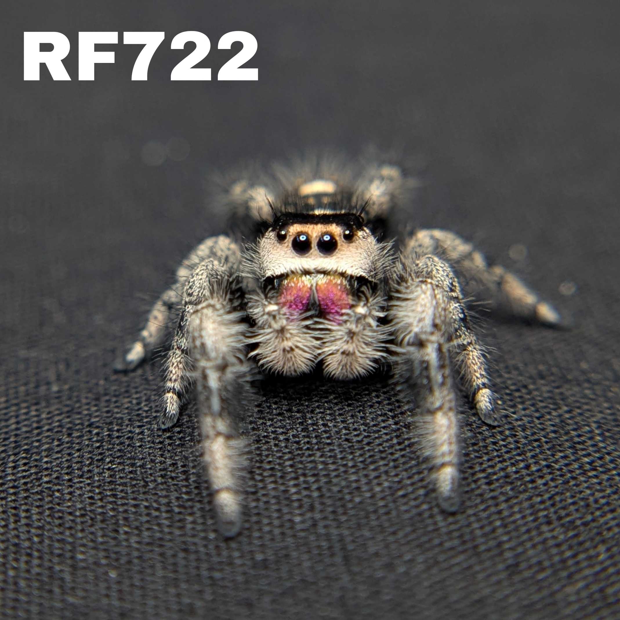 Regal Jumping Spider "Rainbow"