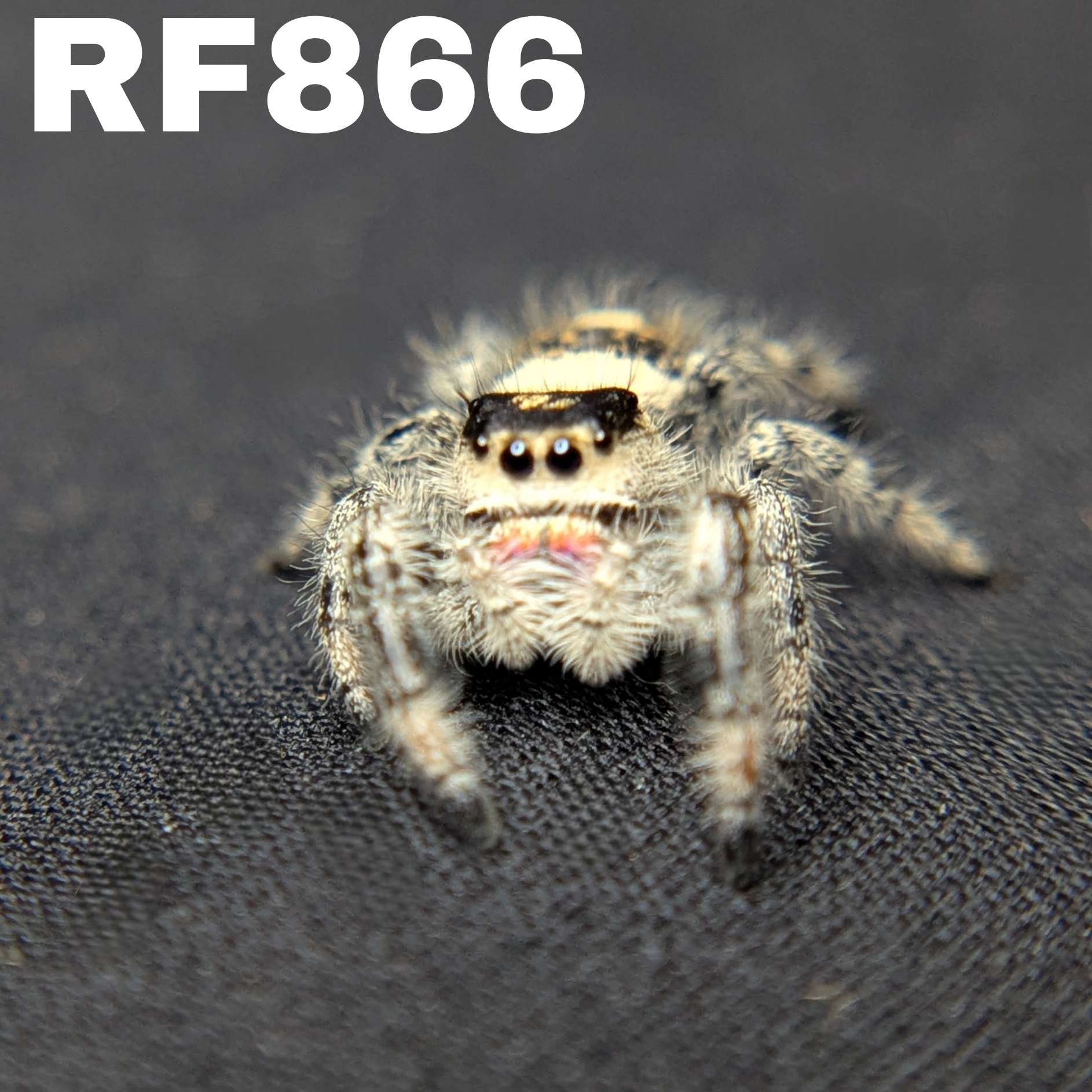 Regal Jumping Spider "Bessy"