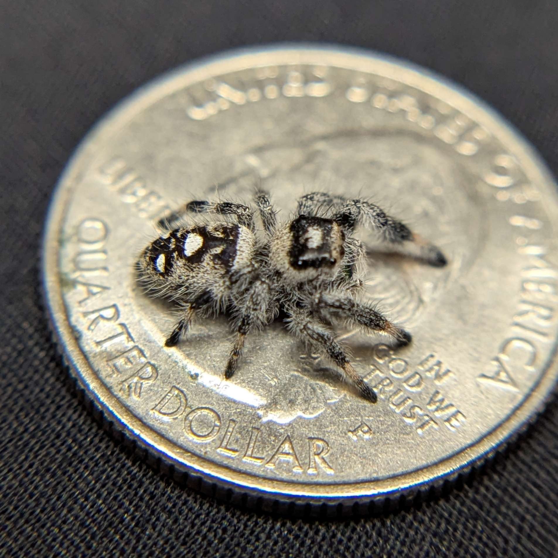 Regal Jumping Spider "Ghost"
