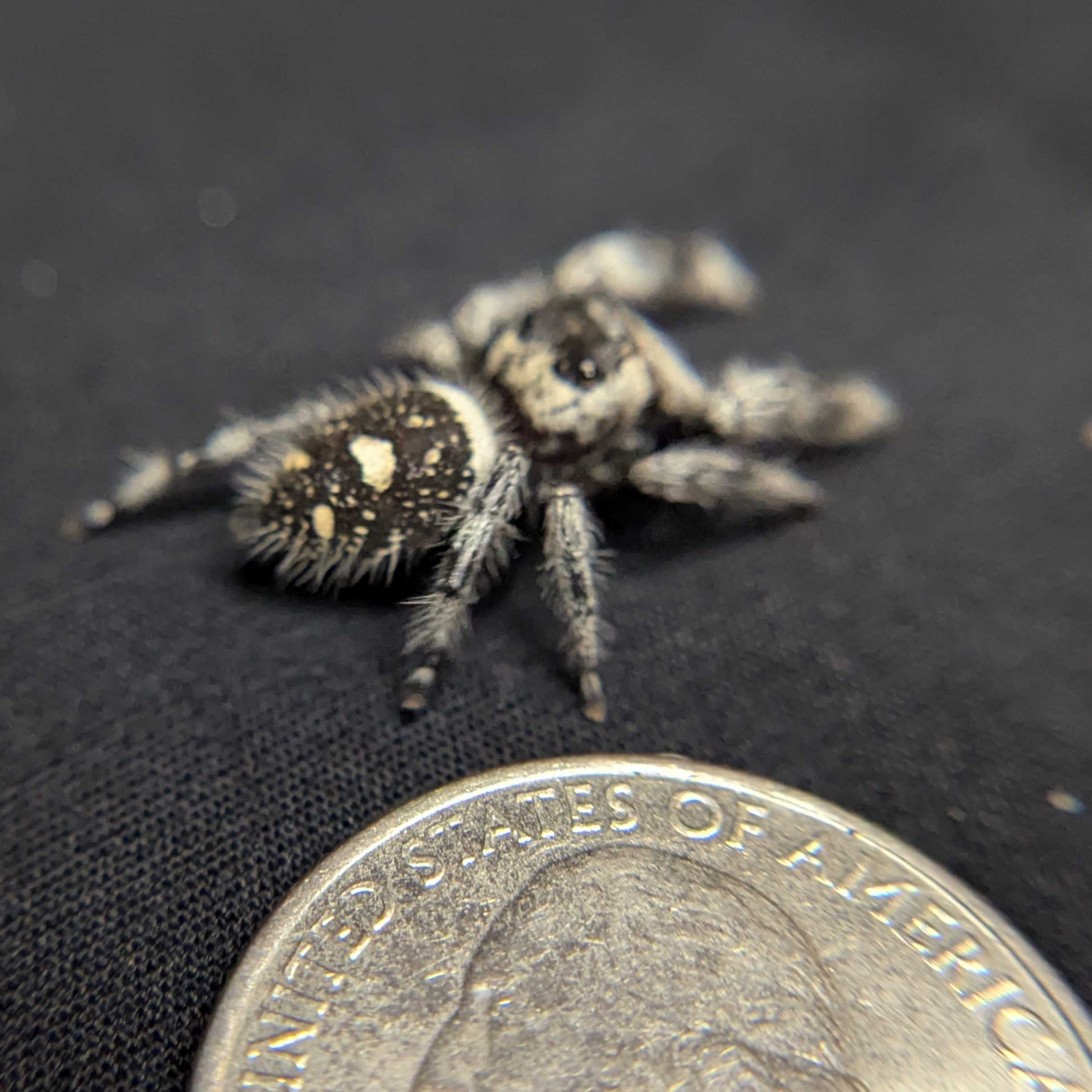 Regal Jumping Spider "Cello"