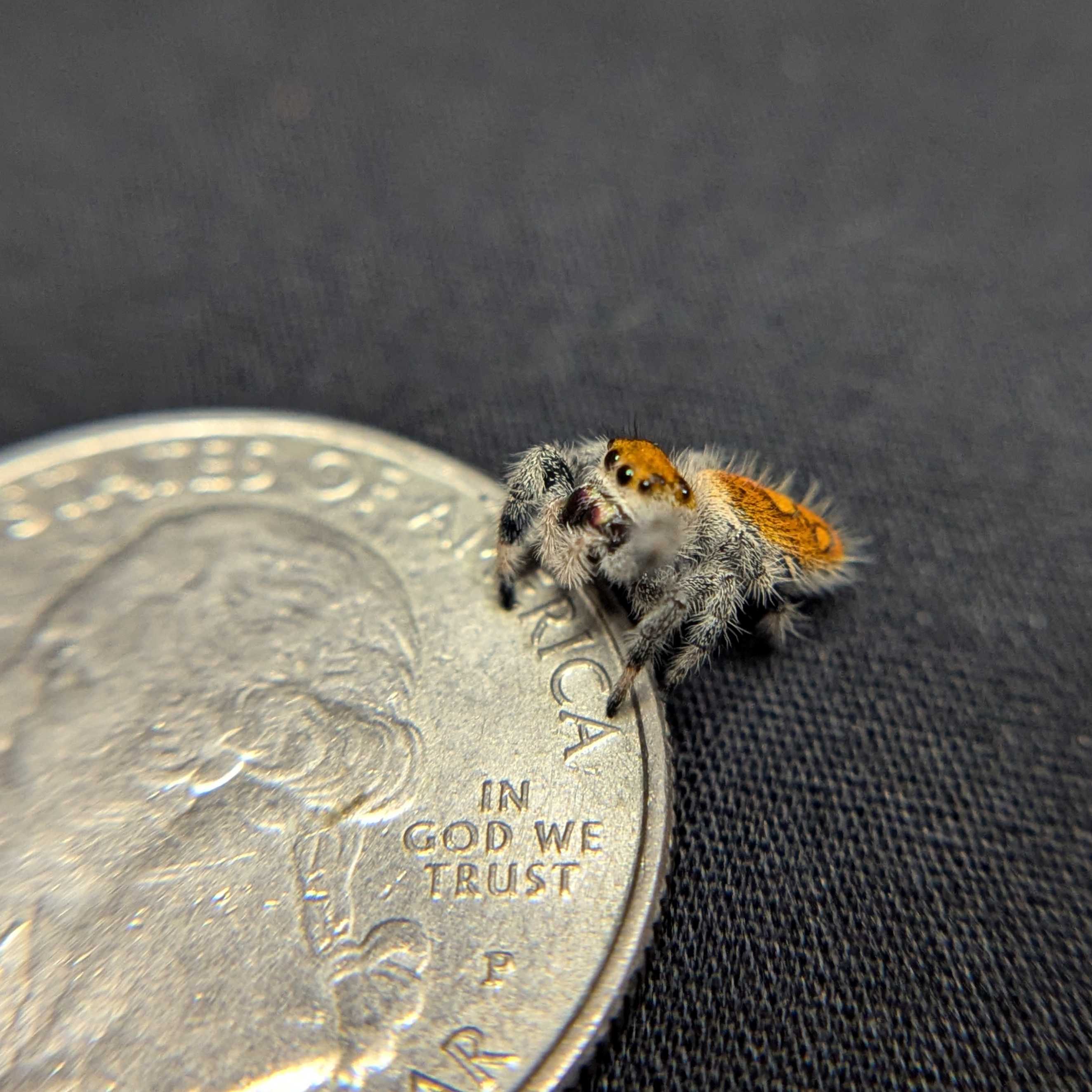 Regal Jumping Spider "Tropical"