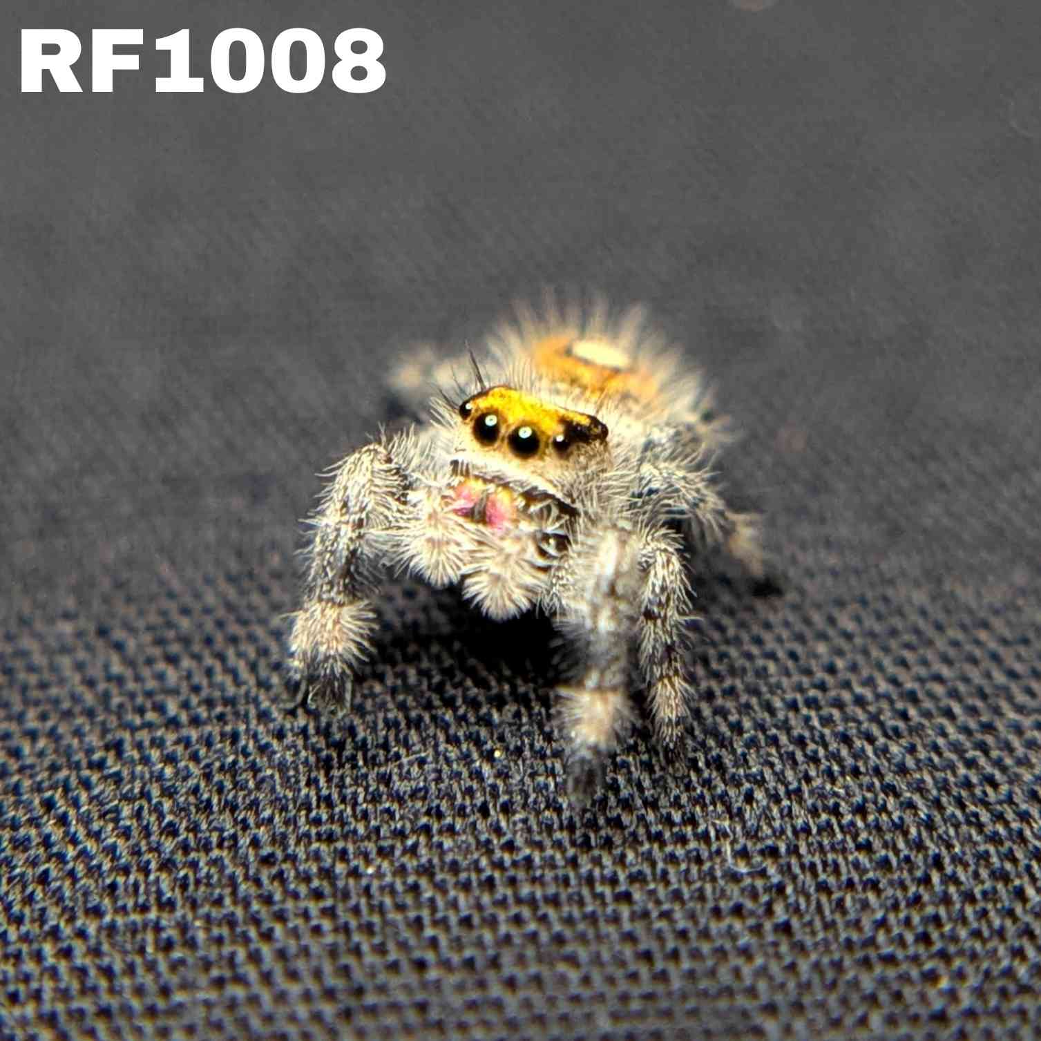 Regal Jumping Spider "Sunflower"