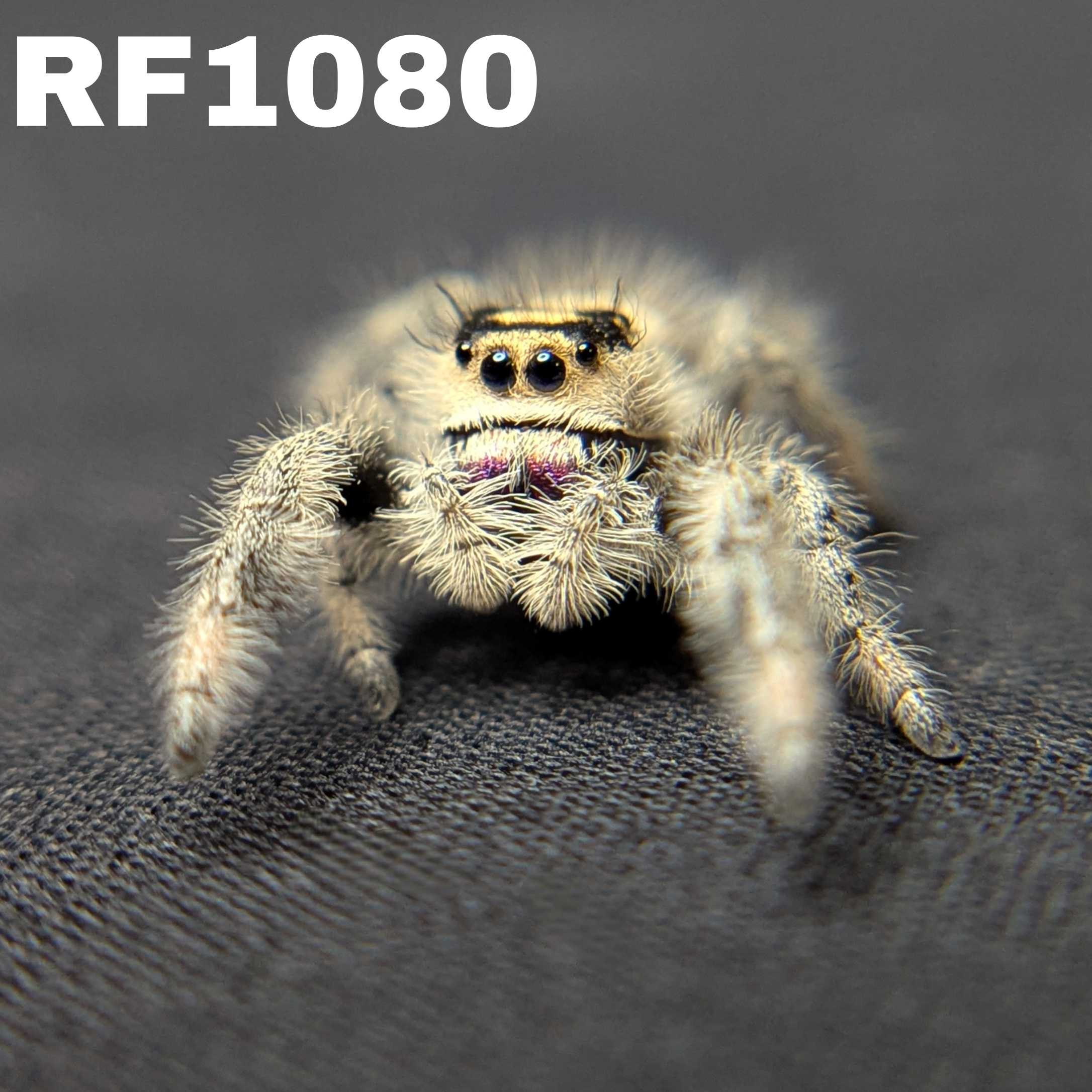 Regal Jumping Spider "Crystal”