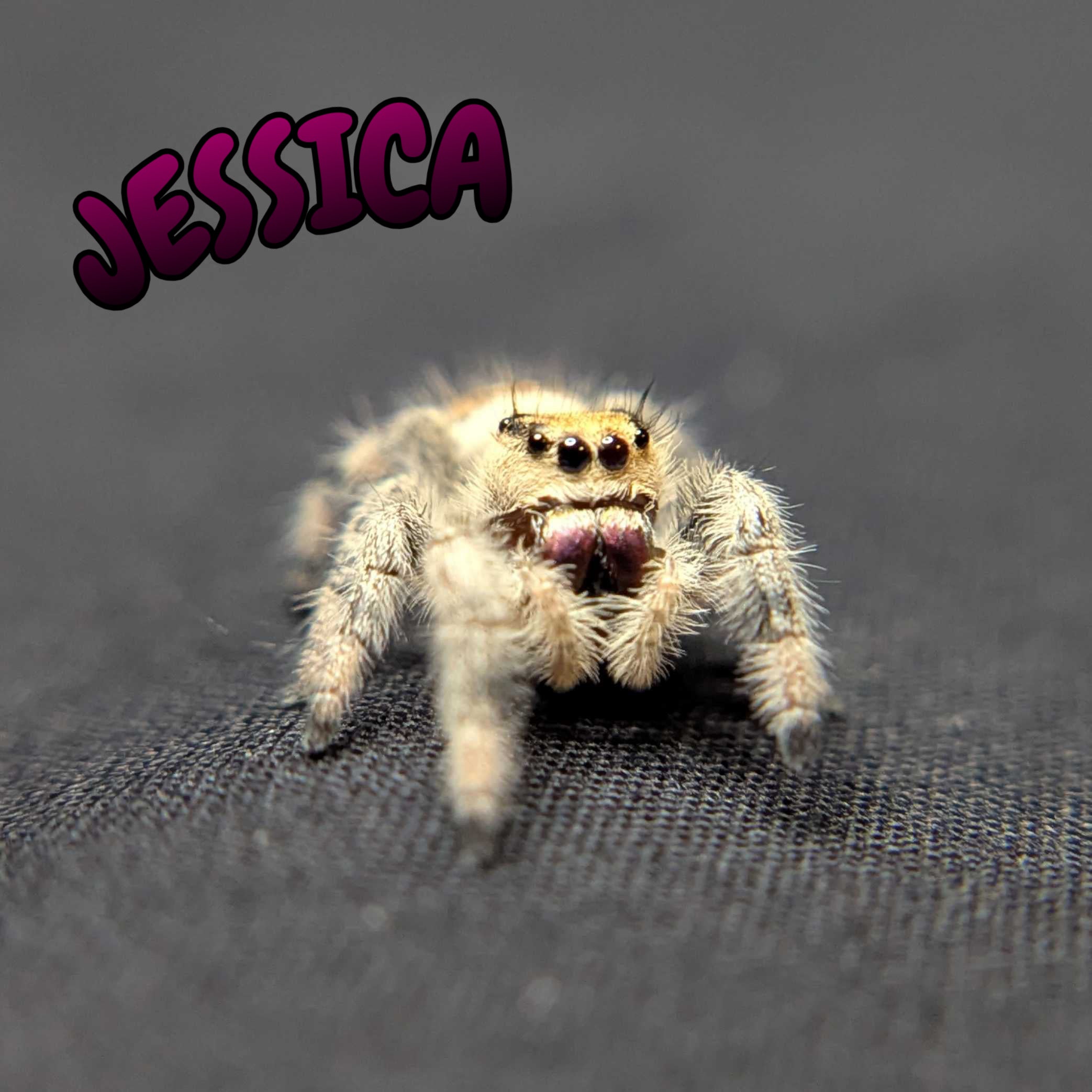 Regal Jumping Spider "Jessica"