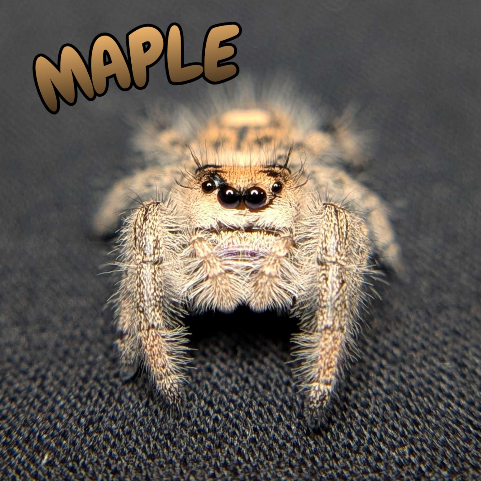 Regal Jumping Spider "Maple"