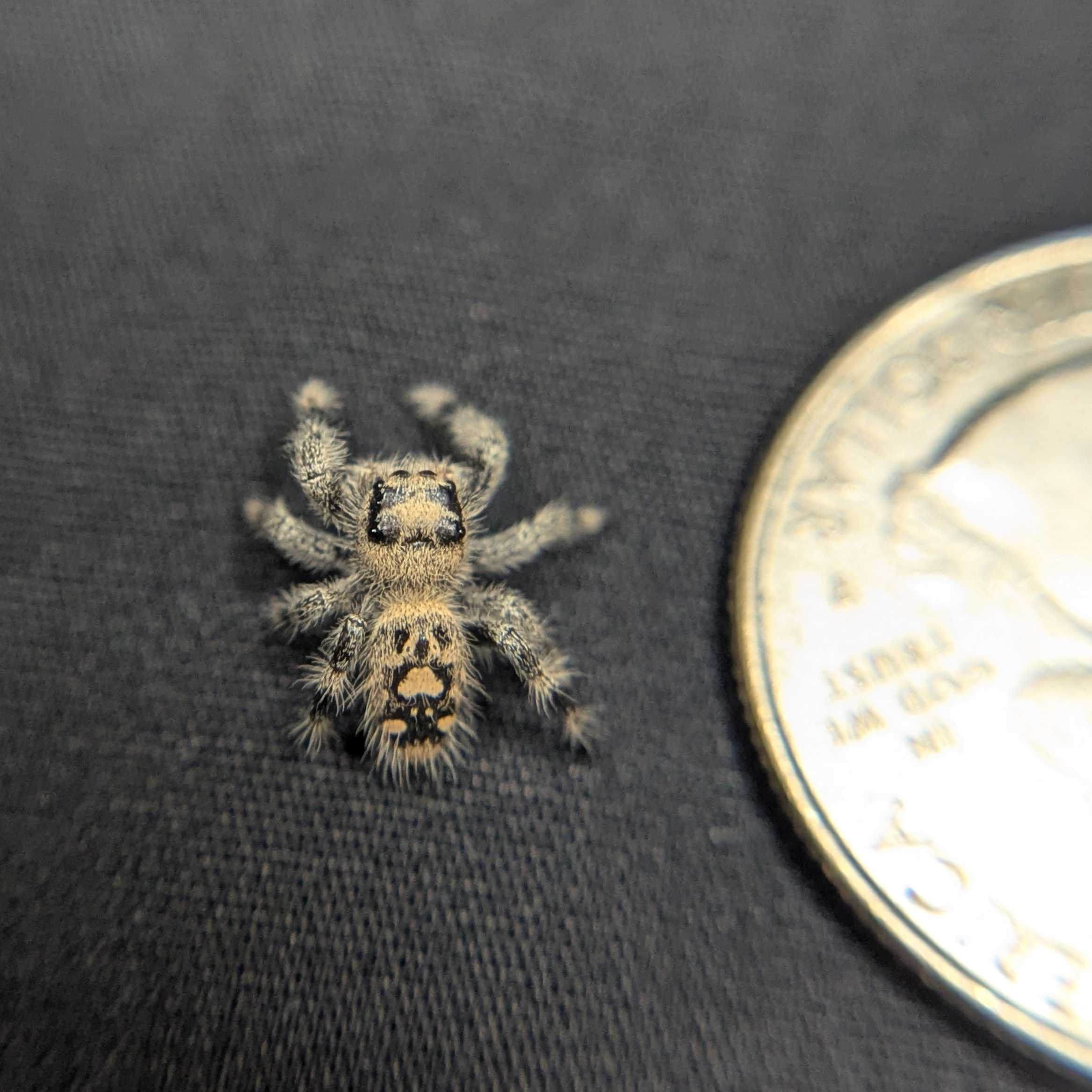 Regal Jumping Spider “Apple Crisp”