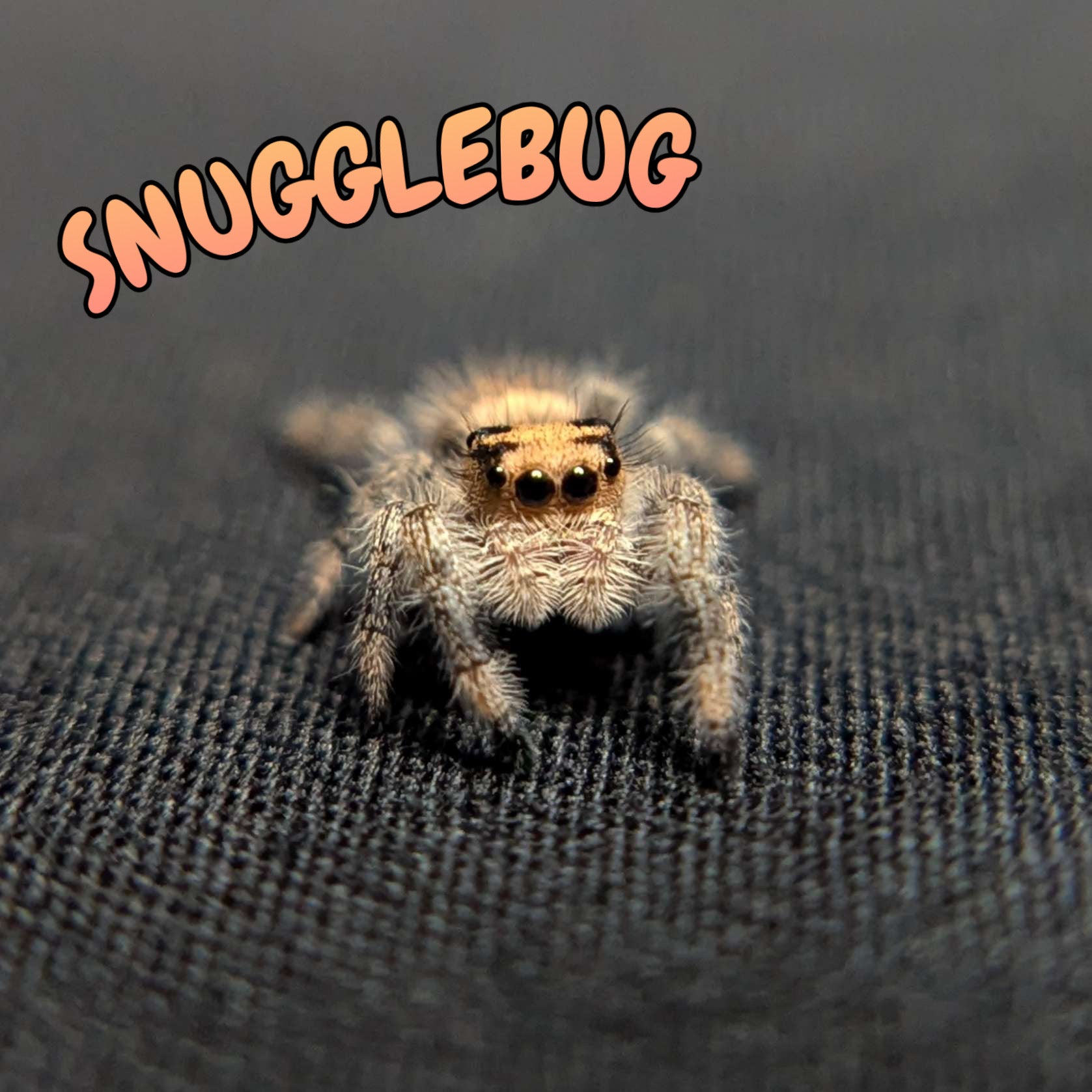 Regal Jumping Spider "Snugglebug"