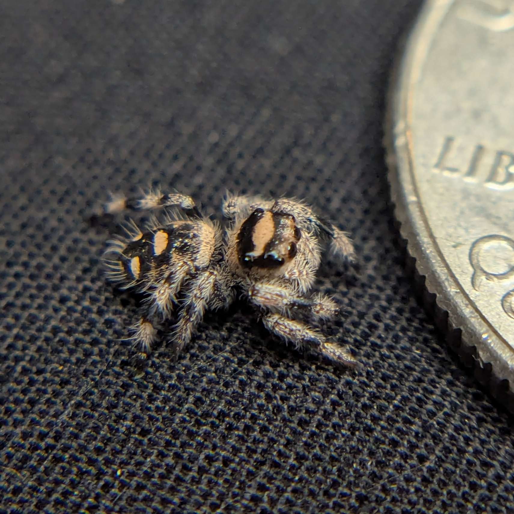 Regal Jumping Spider "Bean"