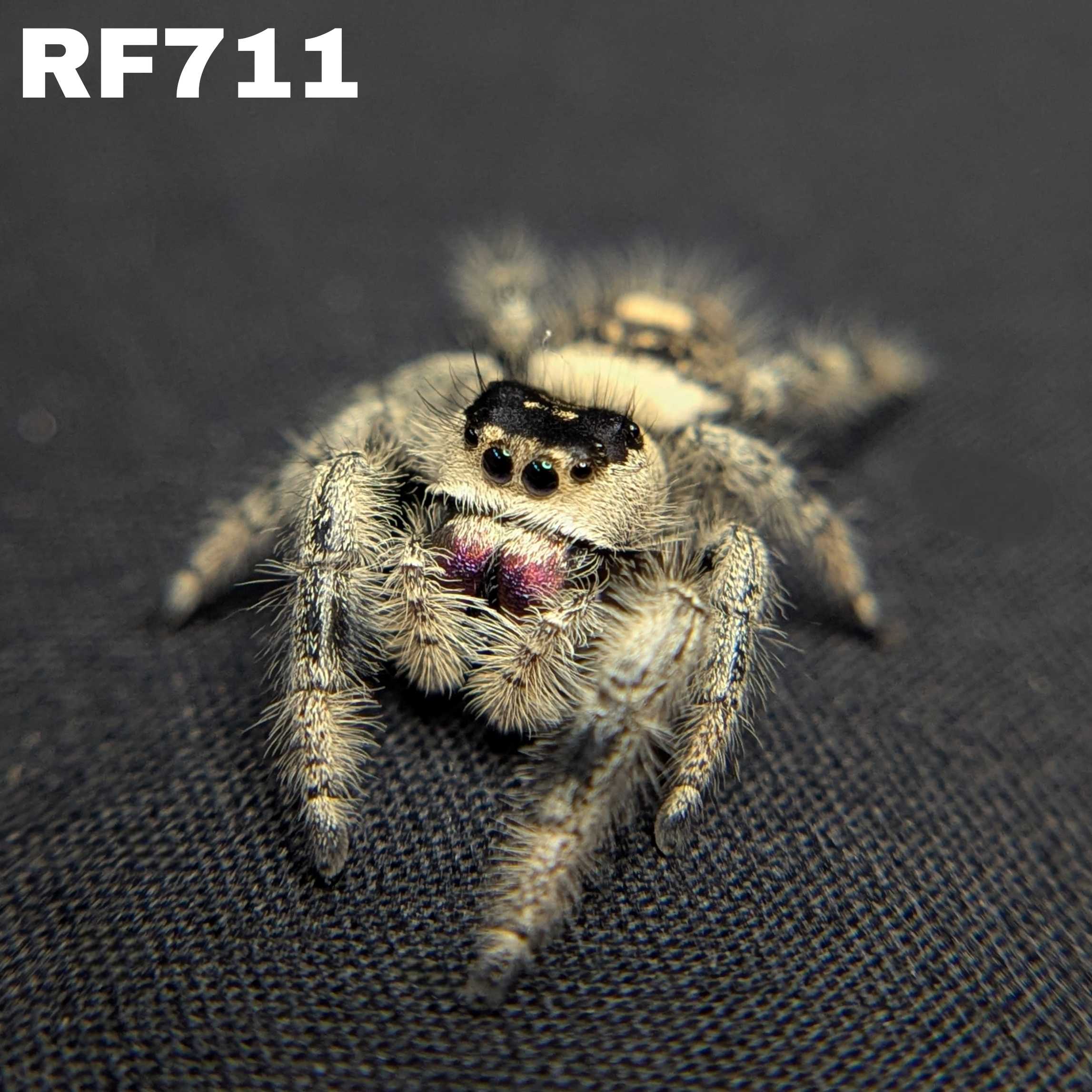 Regal Jumping Spider "Magic"