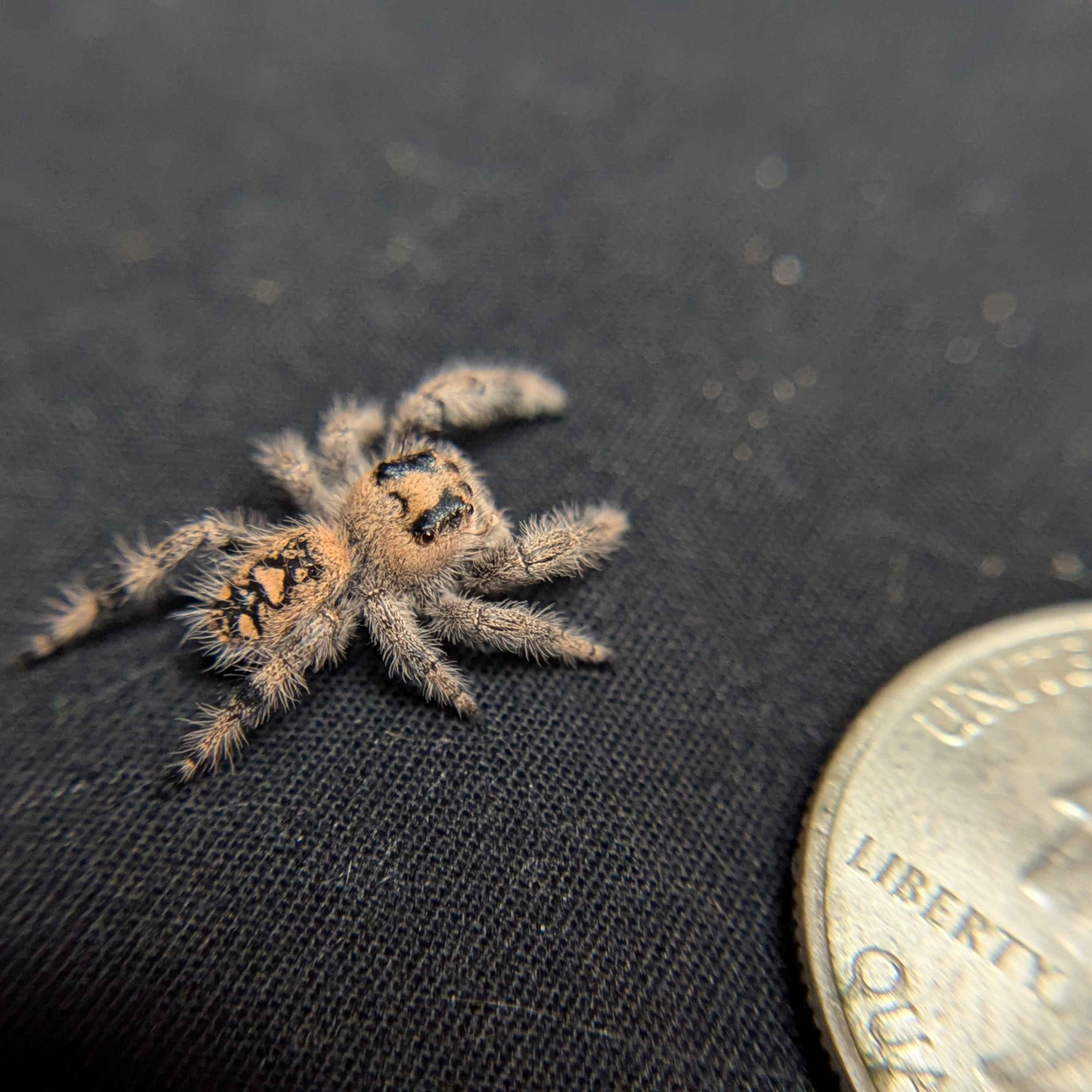 Regal Jumping Spider "Coven"