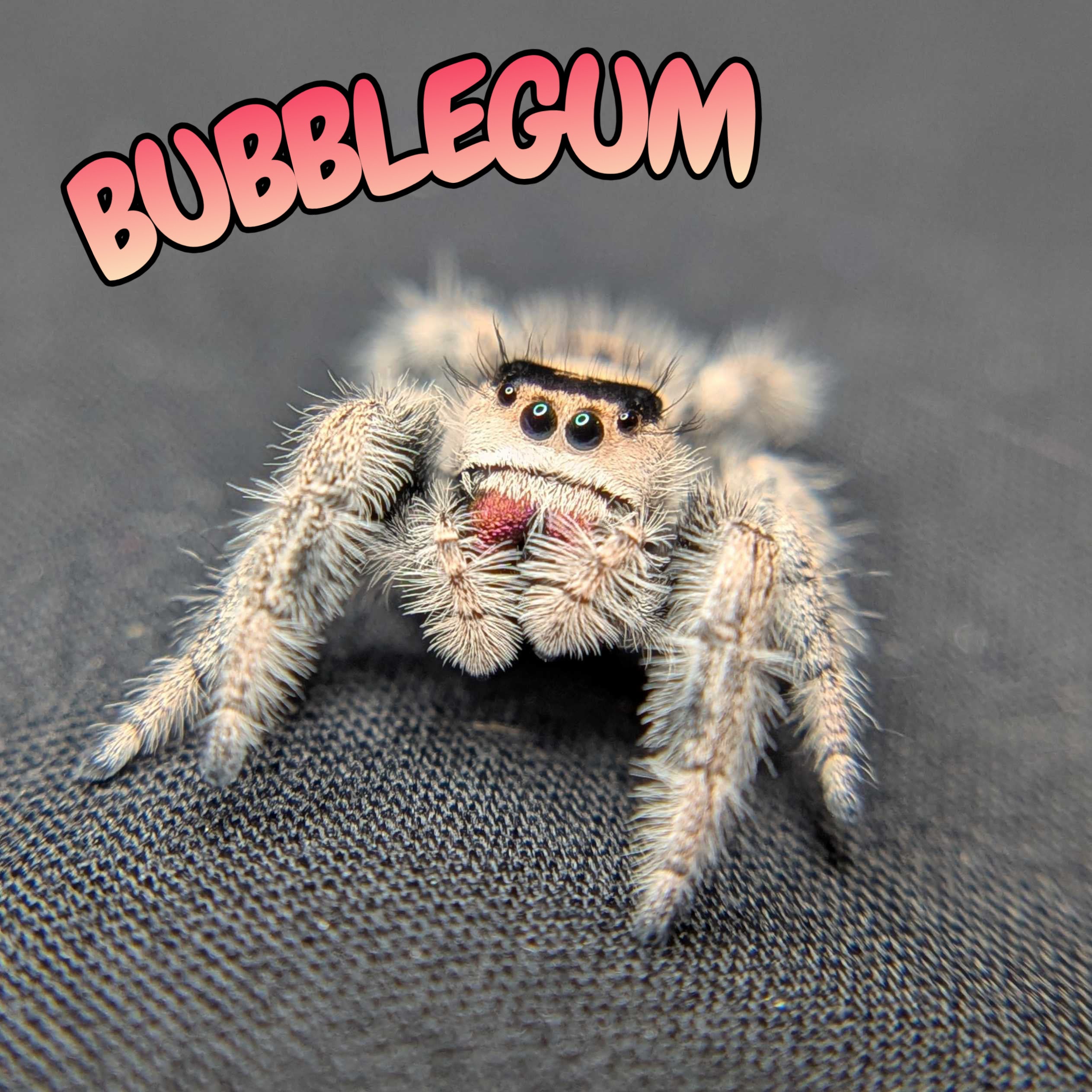 Regal Jumping Spider "Bubblegum"