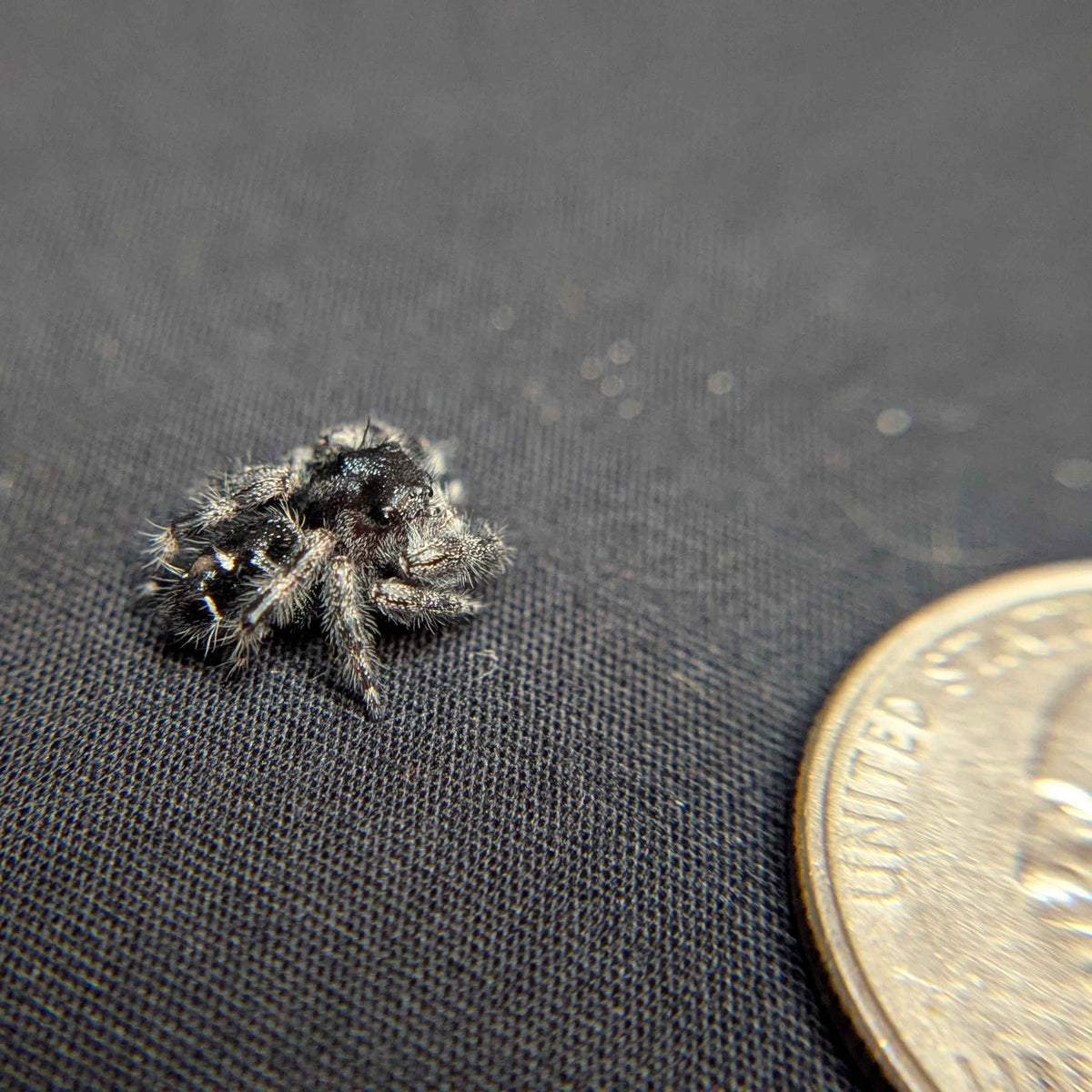 Audax Jumping Spider "Storm”