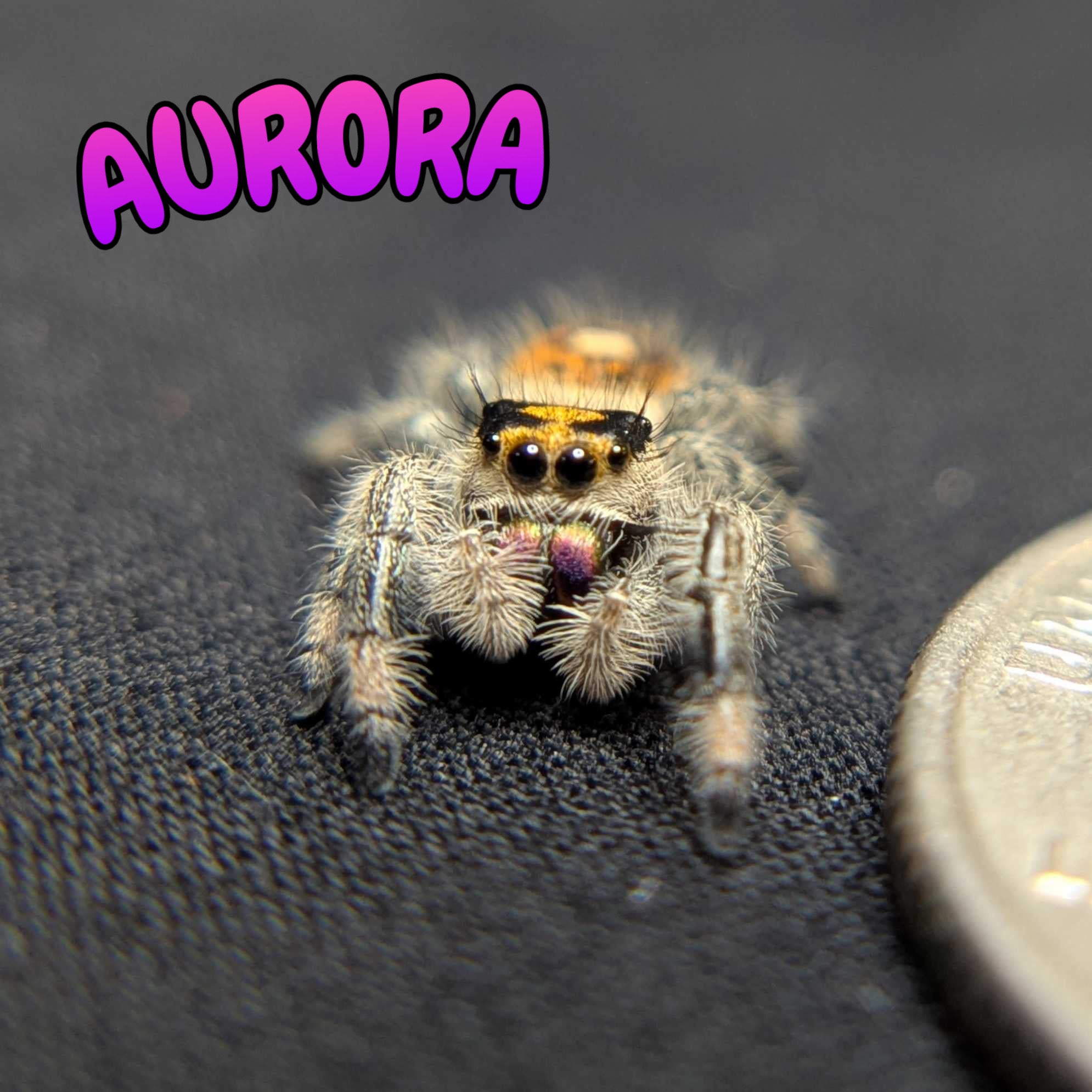 Regal Jumping Spider “Aurora”