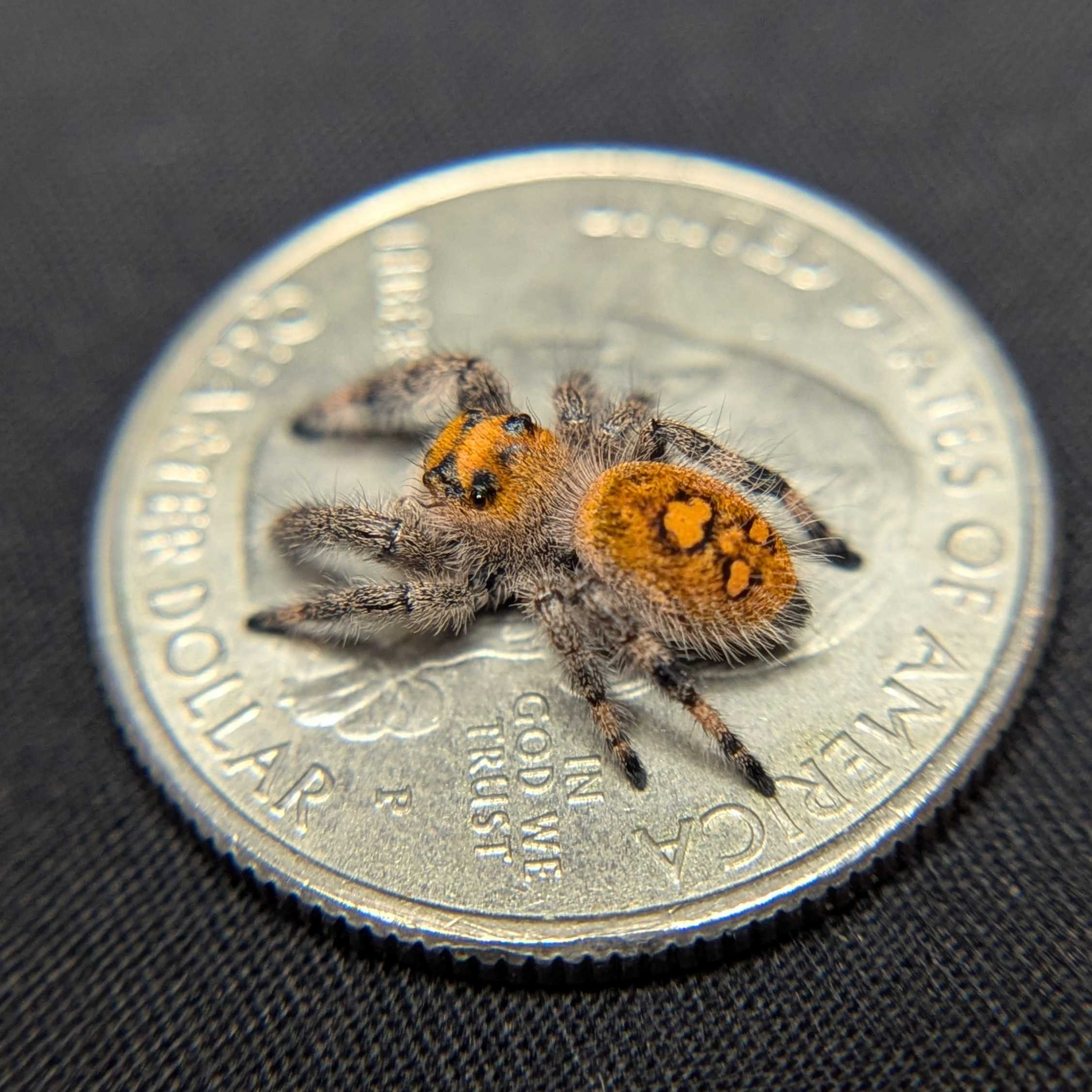 Regal Jumping Spider "Sunshine"