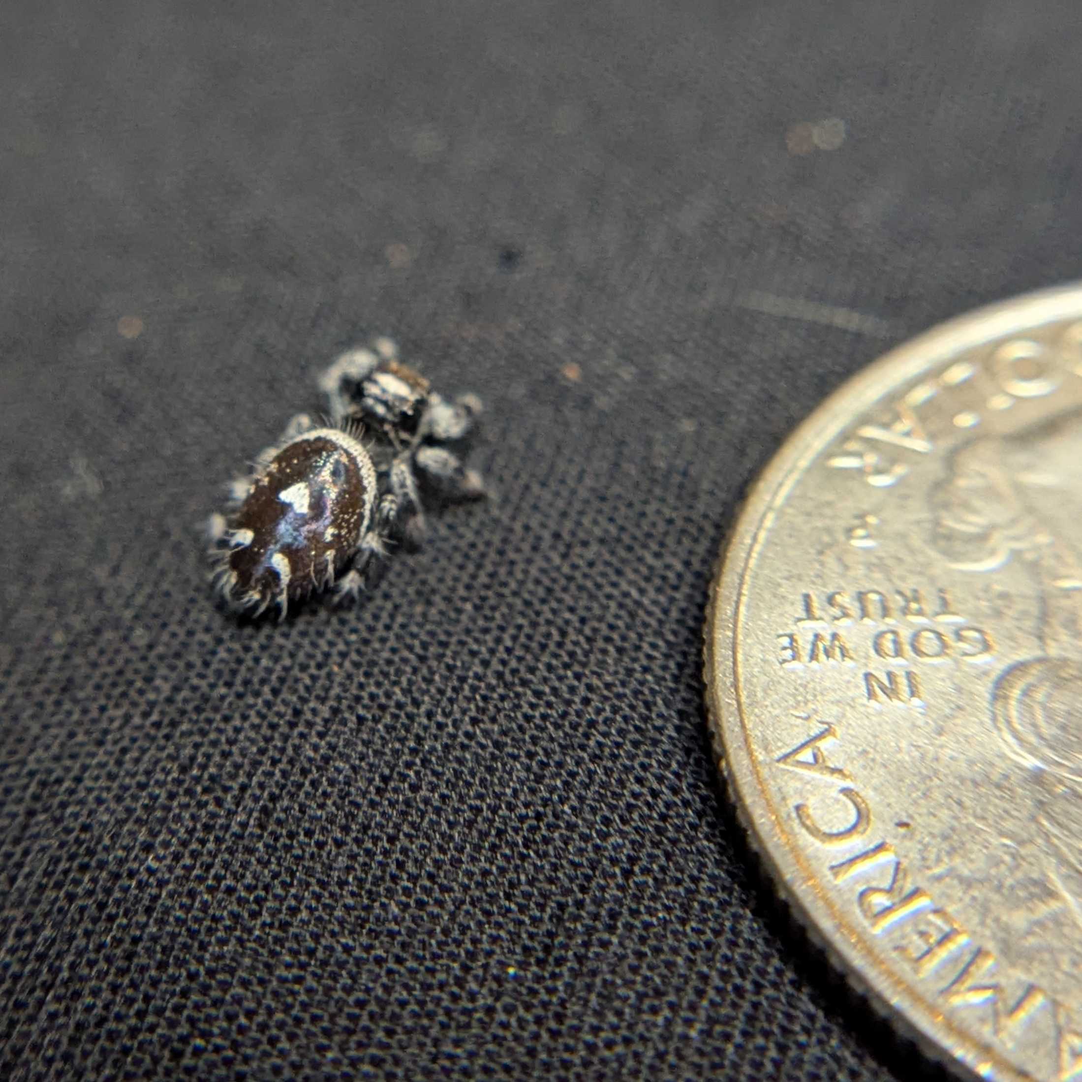 Regal Jumping Spider "Smokey"