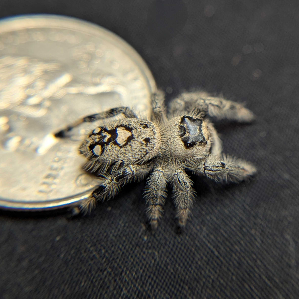 Regal Jumping Spider "Glacier”