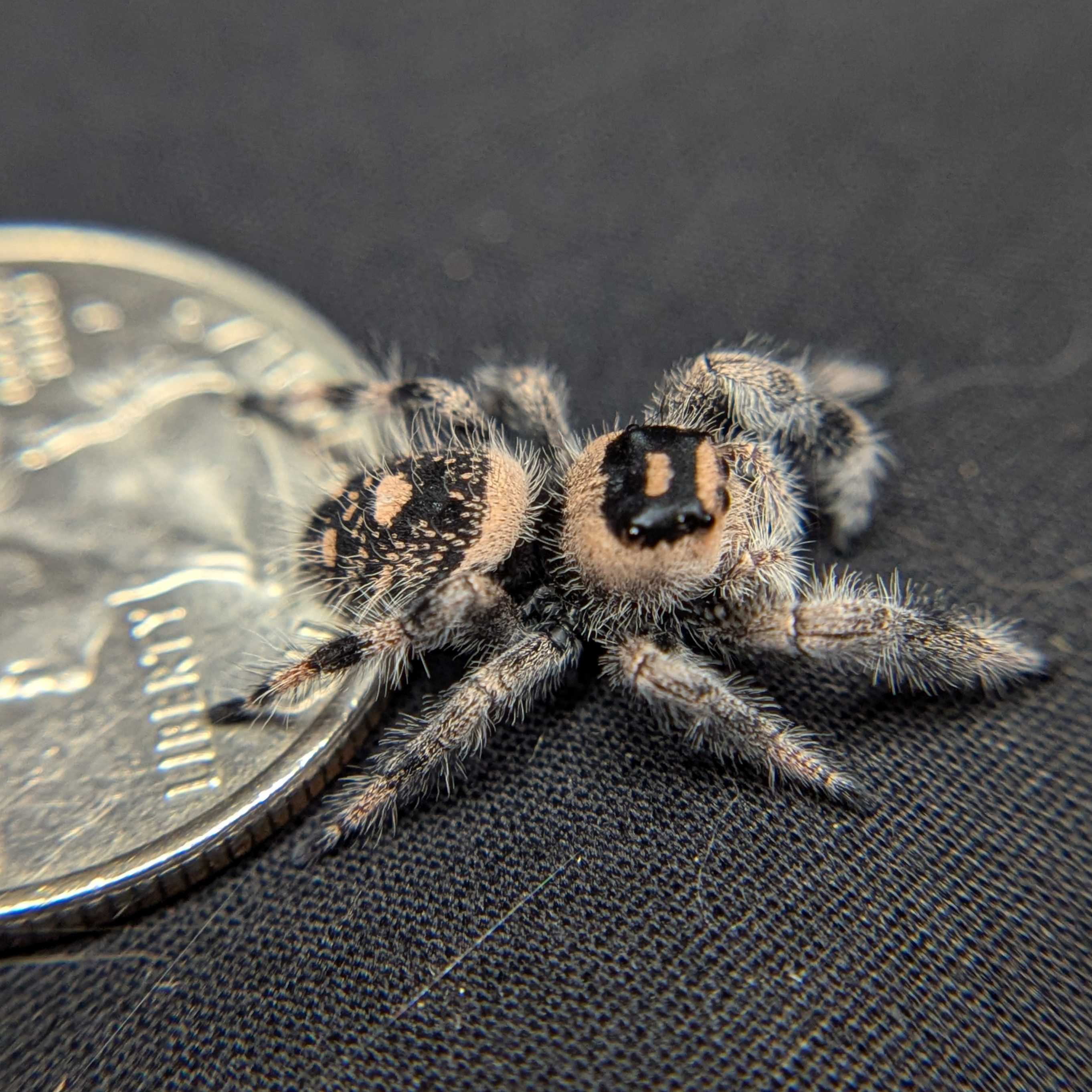 Regal Jumping Spider "Garnet"