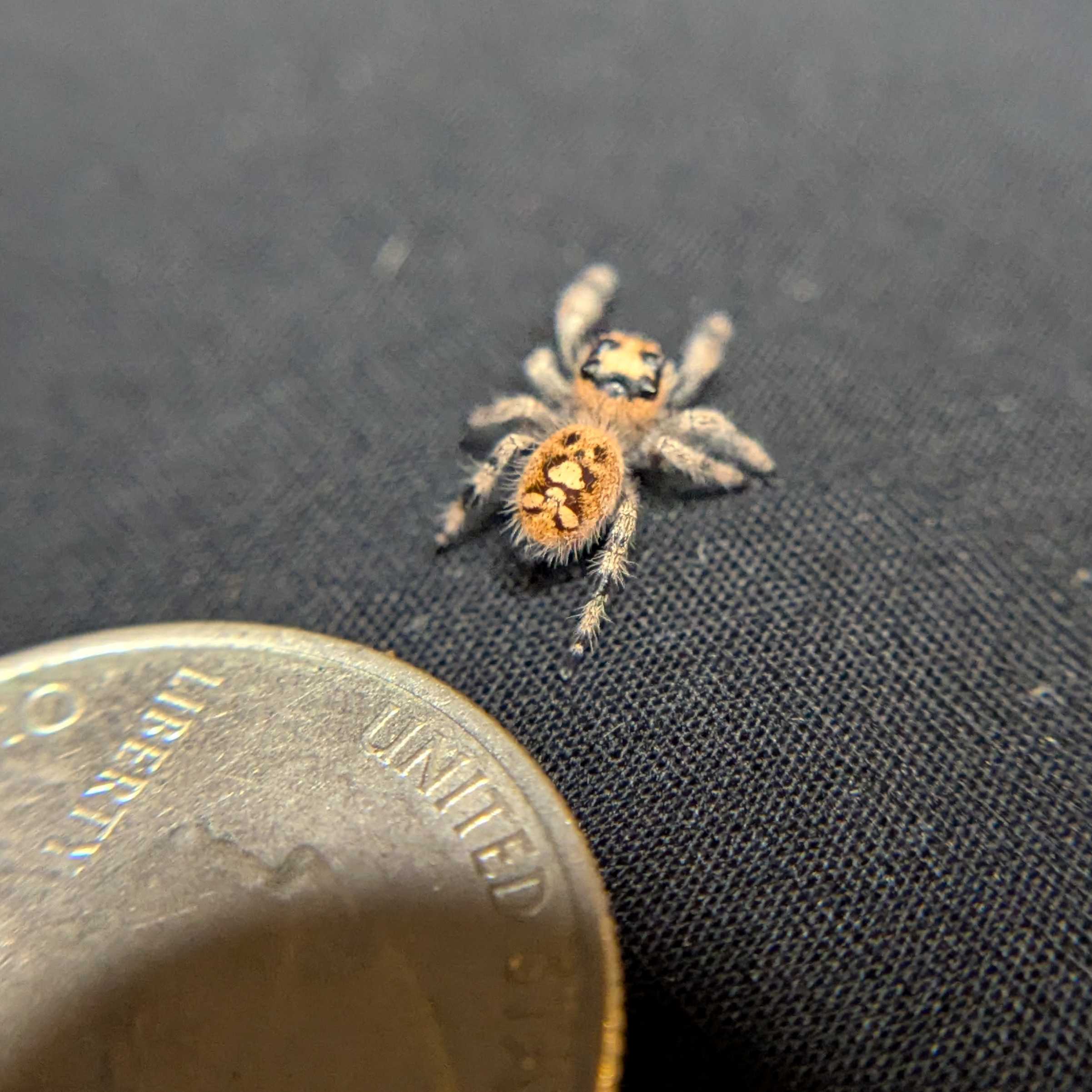 Regal Jumping Spider “Spongecake”