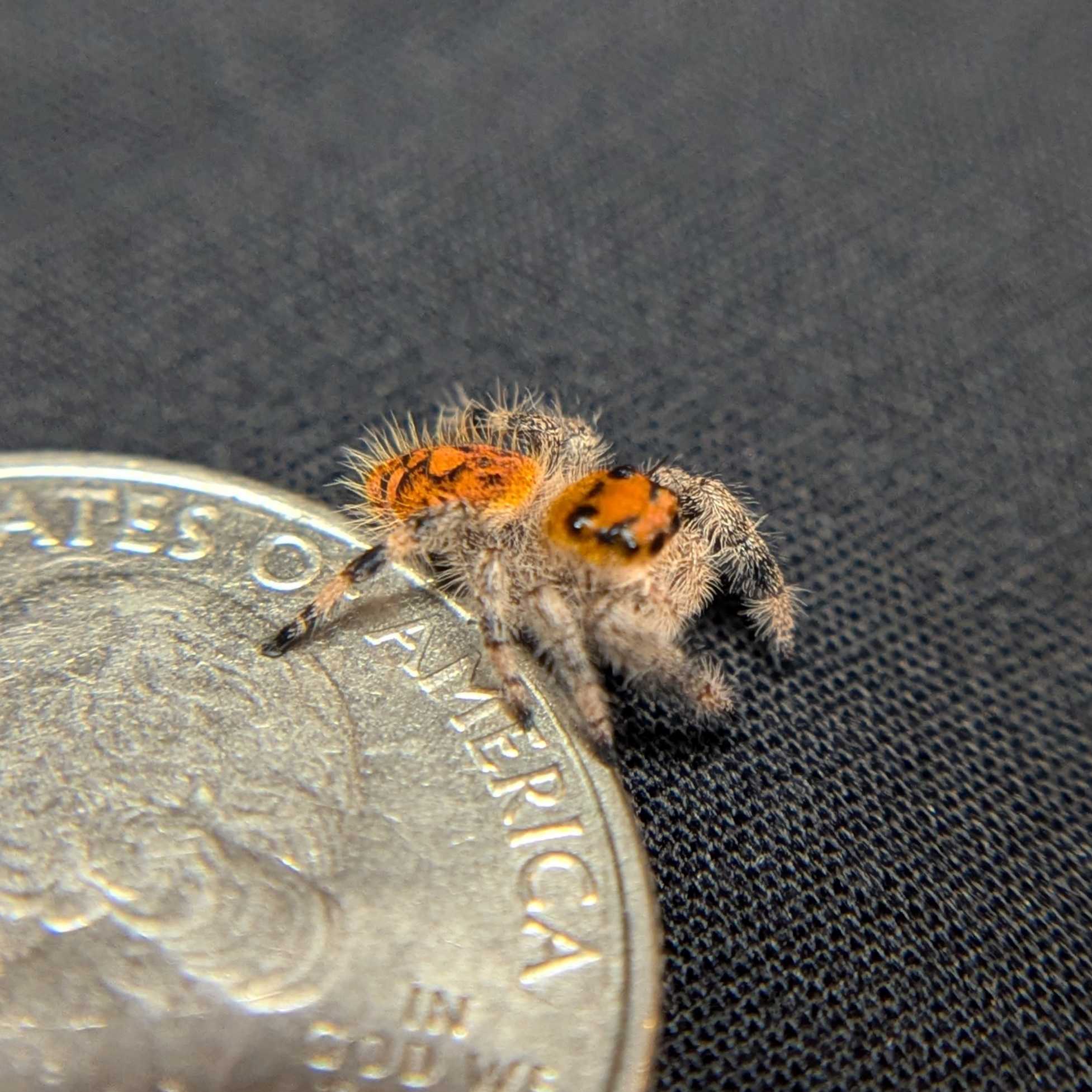 Regal Jumping Spider “Phoenix”
