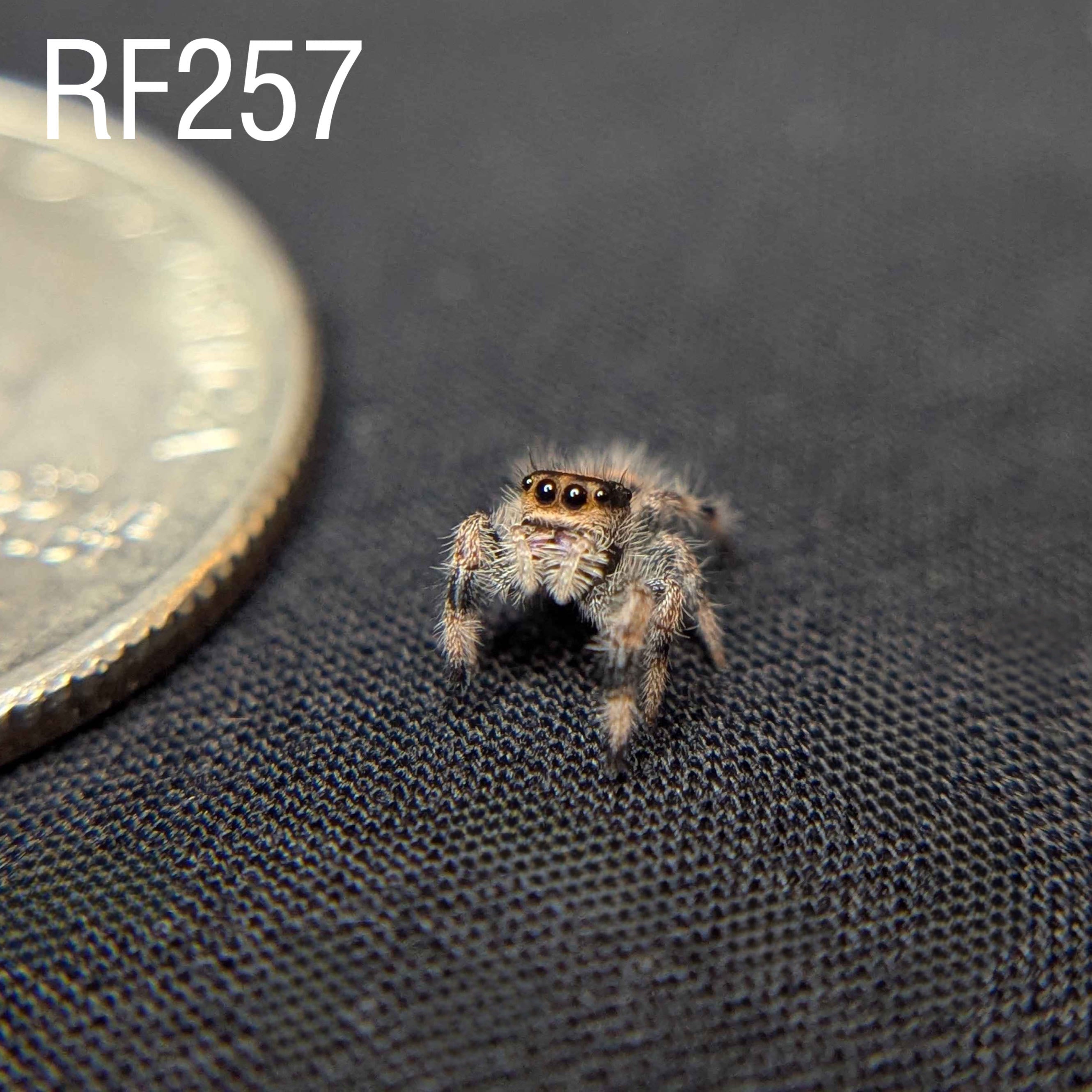 Female Regal Jumping Spider Espresso - SKU CODE