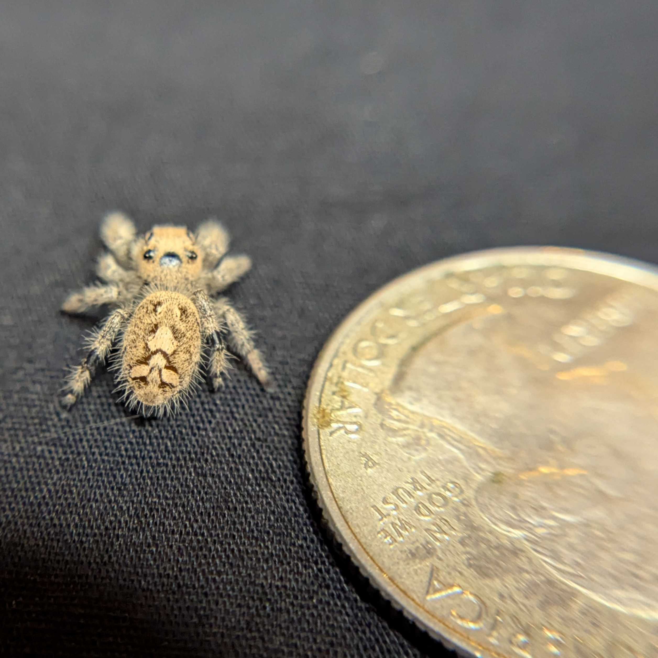 Regal Jumping Spider "Pinkberry"