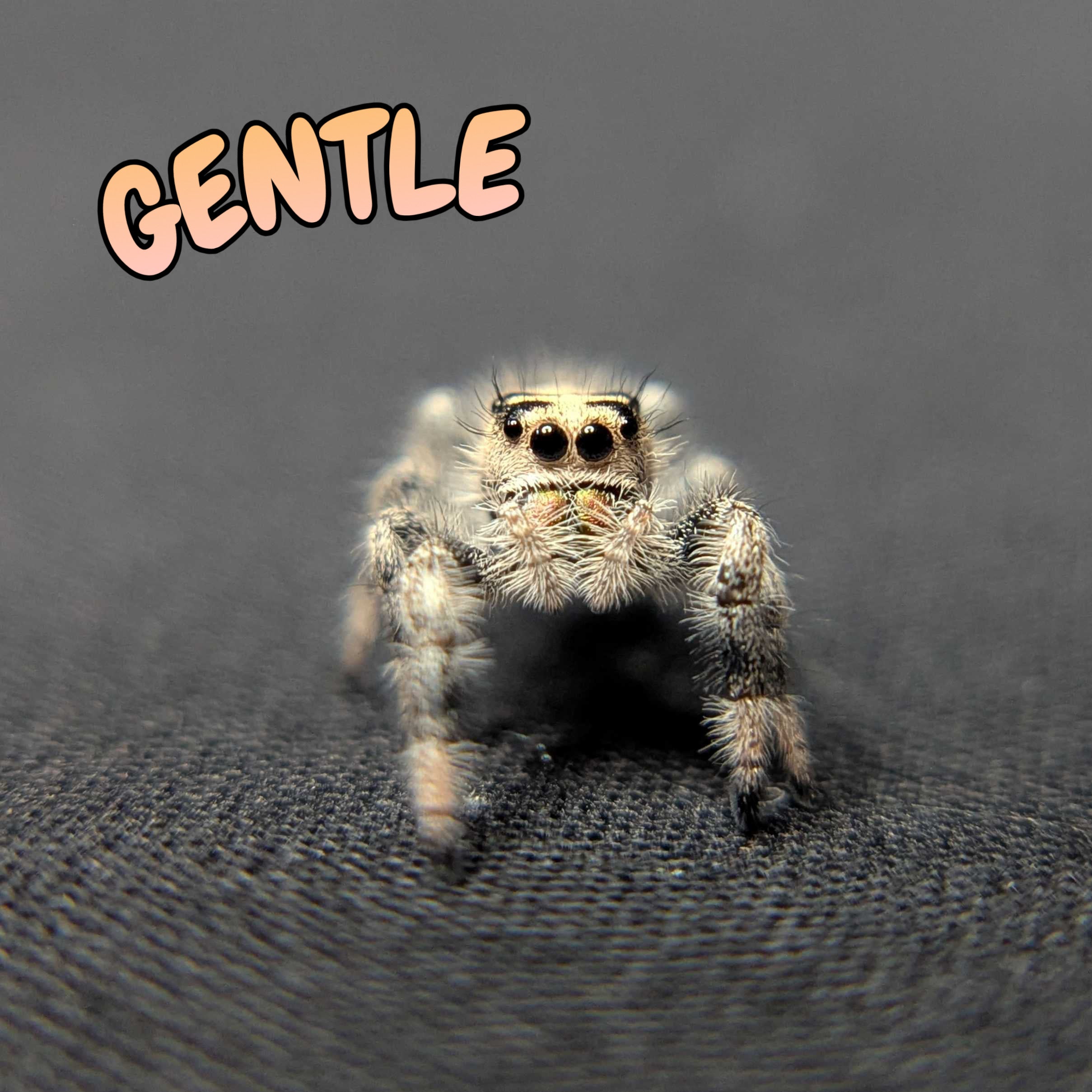 Regal Jumping Spider "Gentle"