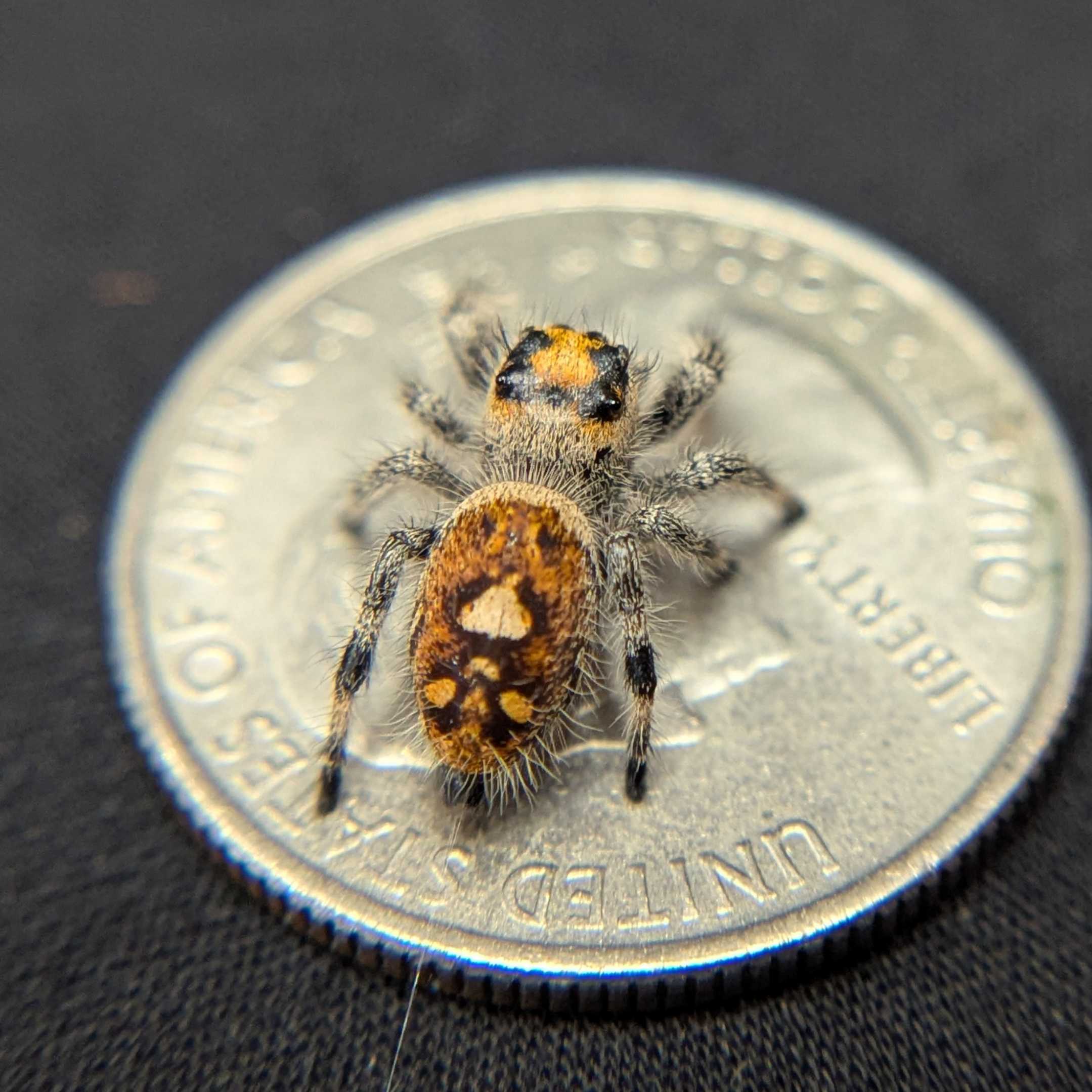 Regal Jumping Spider "Tangerine"
