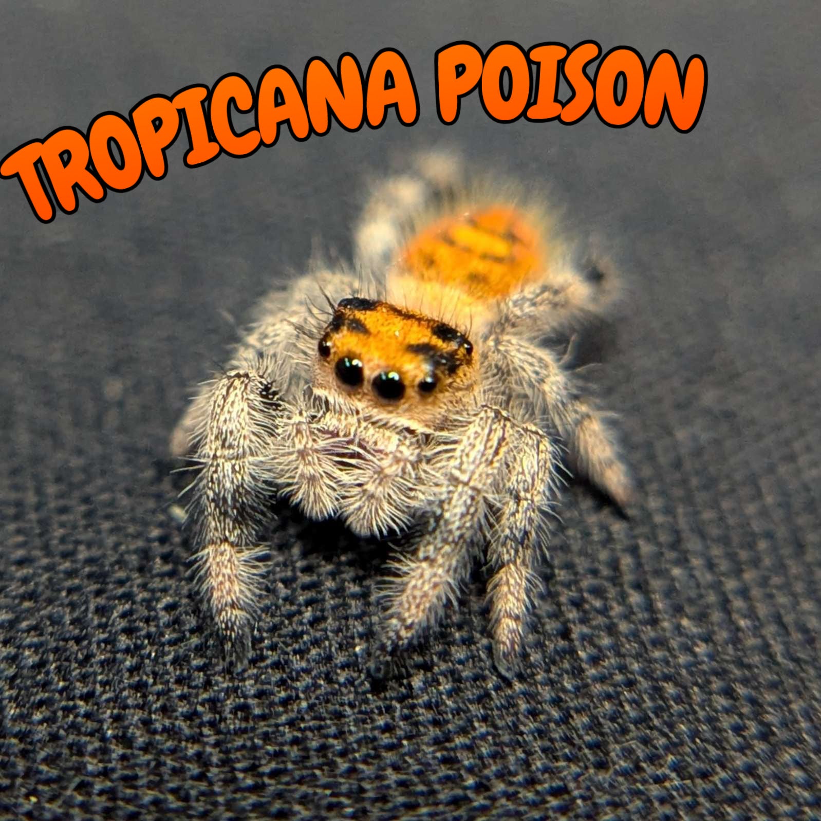 Regal Jumping Spider “Tropicana Poison”