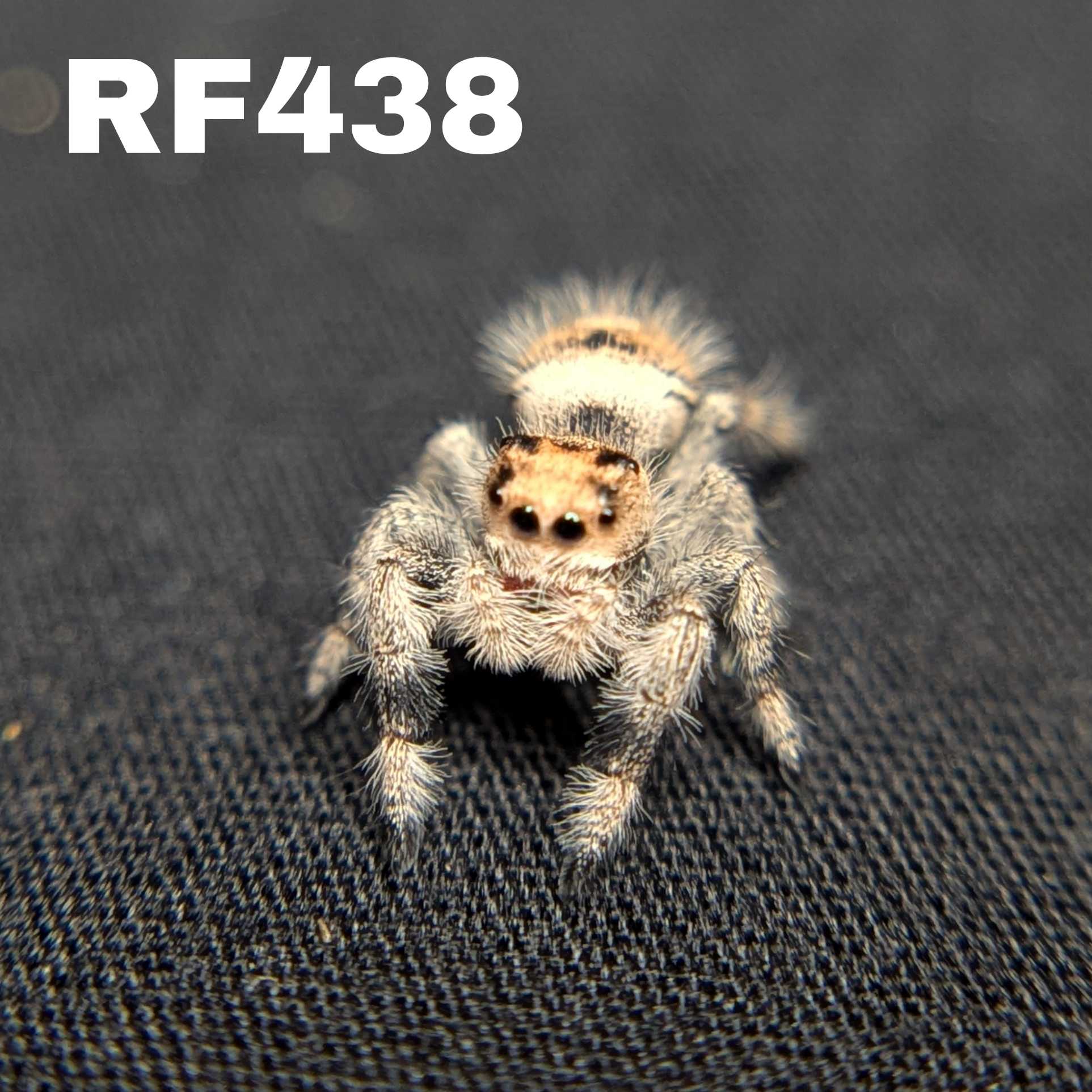 Regal Jumping Spider "Joy"