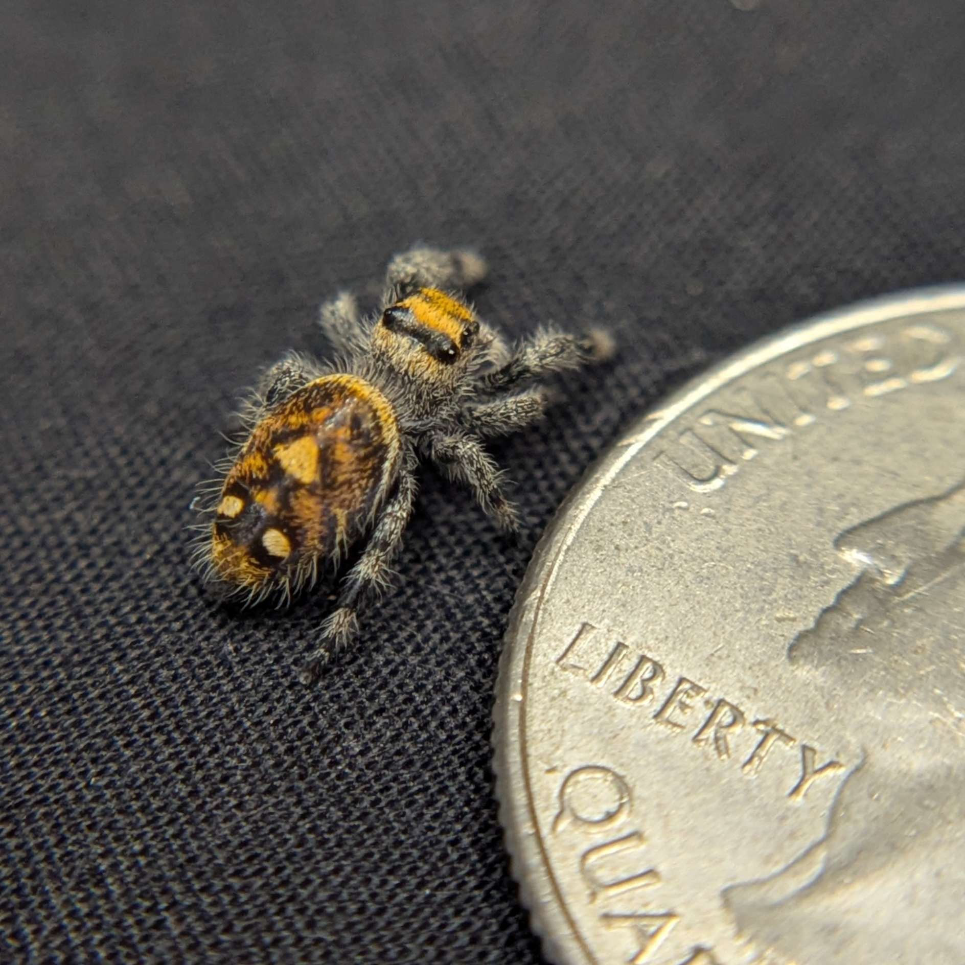 Regal Jumping Spider "Bumble"